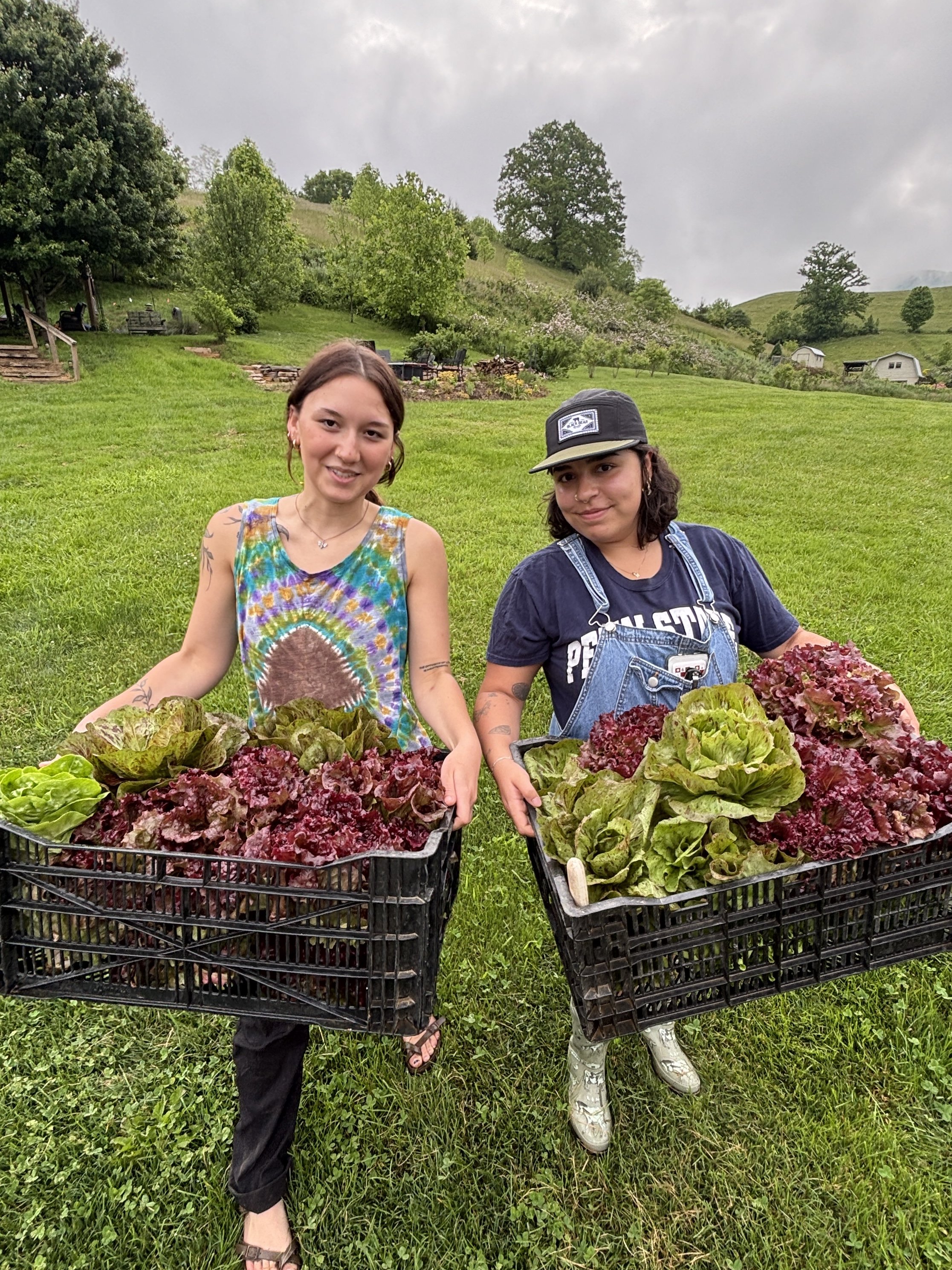 Interns Harvest Fresh Lettuce, Springhouse Farm, Boone, NC.JPG