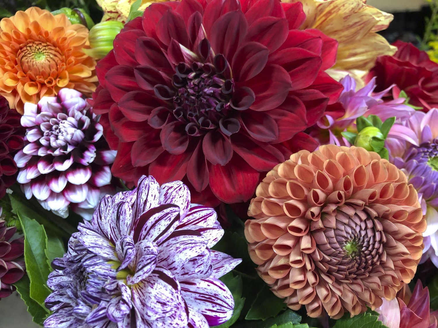 Fresh Cut Dahlias, Springhouse Farm, Vilas NC.JPG