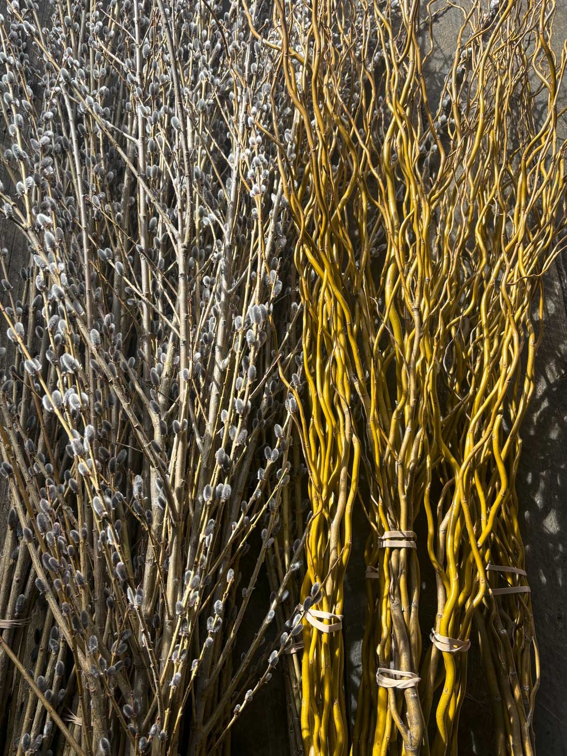 HEIRLOOM PURPLE PUSSY WILLOW & YELLOW CURLY WILLOW