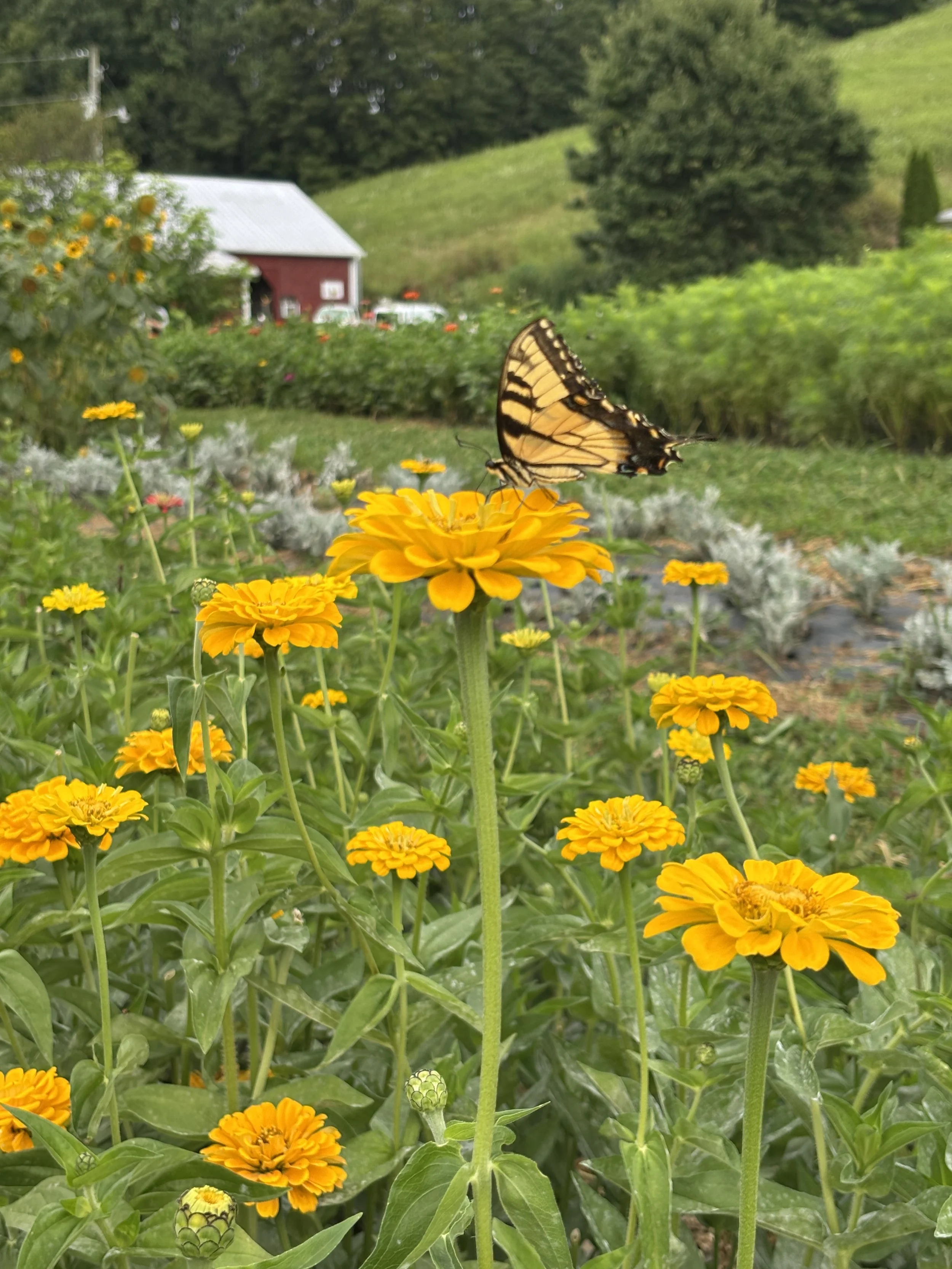 Butterfly in You Pick Flower Field, Springhouse Farm, Vilas, NC.JPG