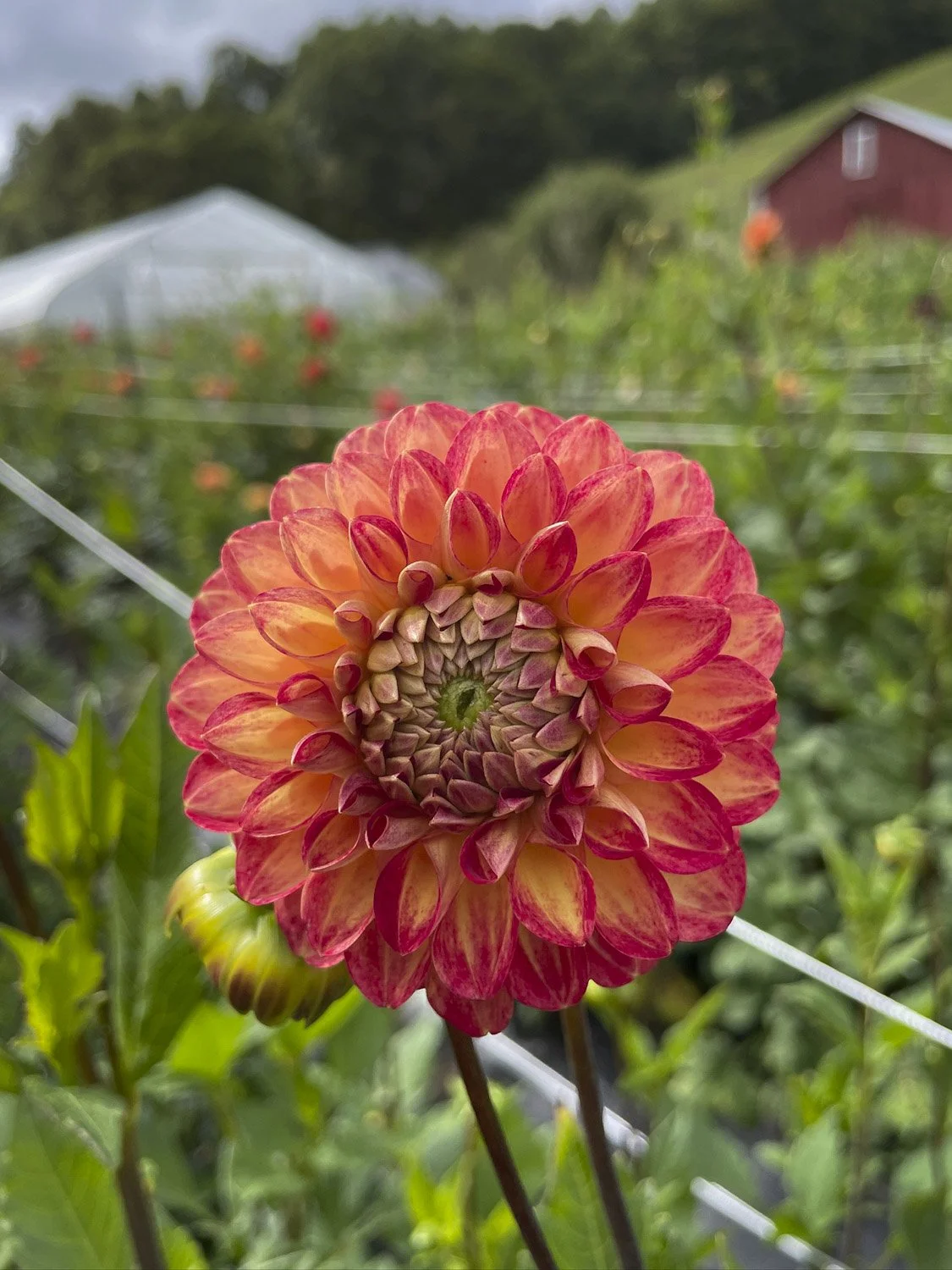 DAHLIA - Red Orange