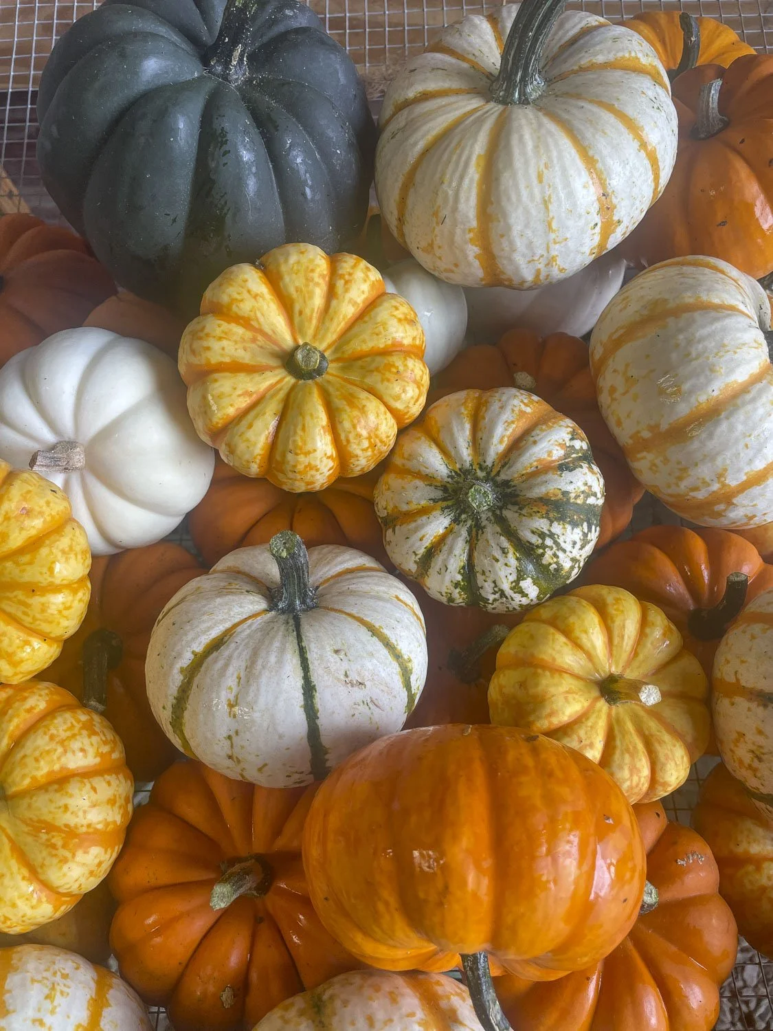 Fresh Pumpkins, Springhouse Farm, Boone NC-4.JPG