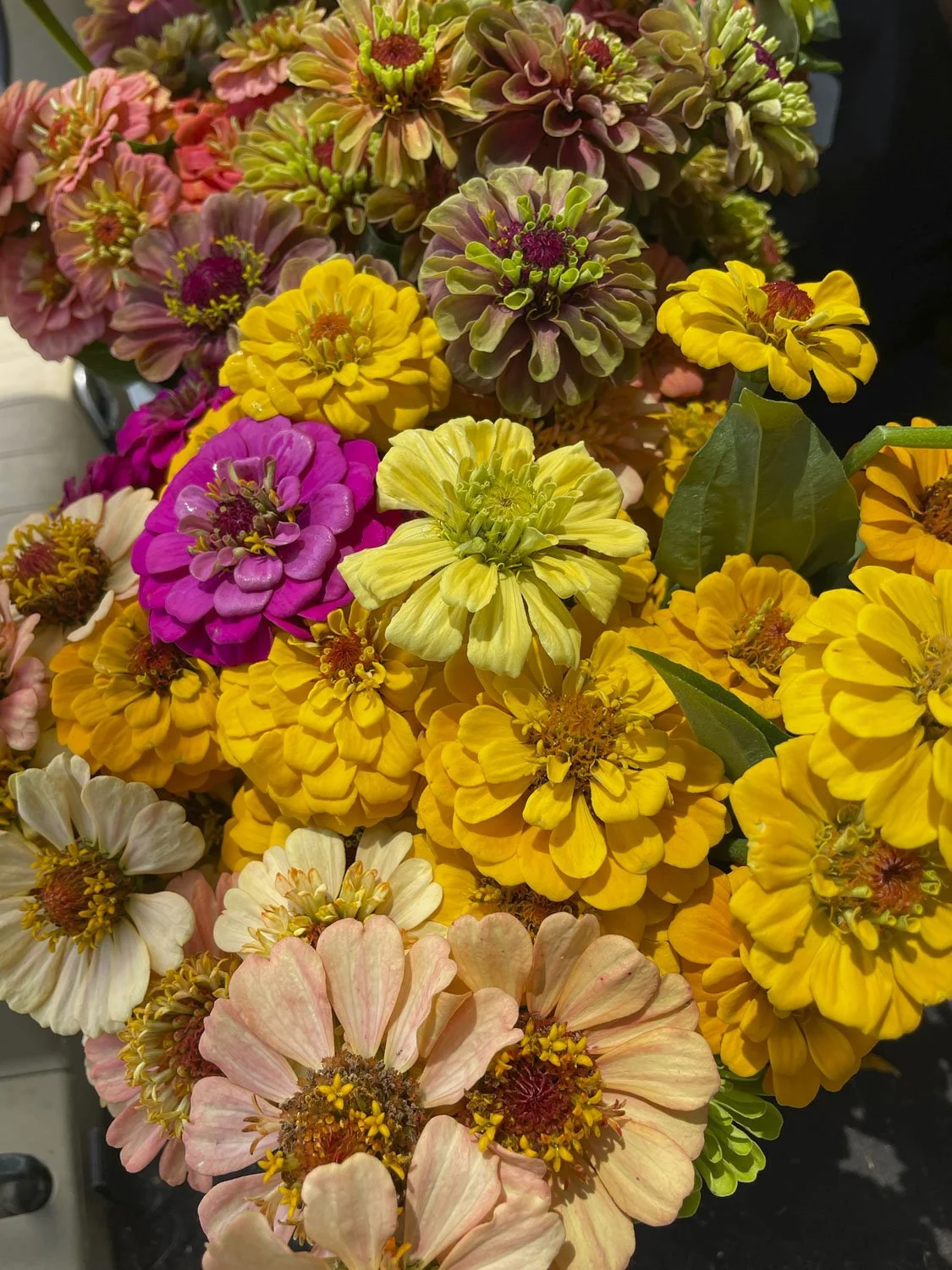 ZINNIAS - Yellow