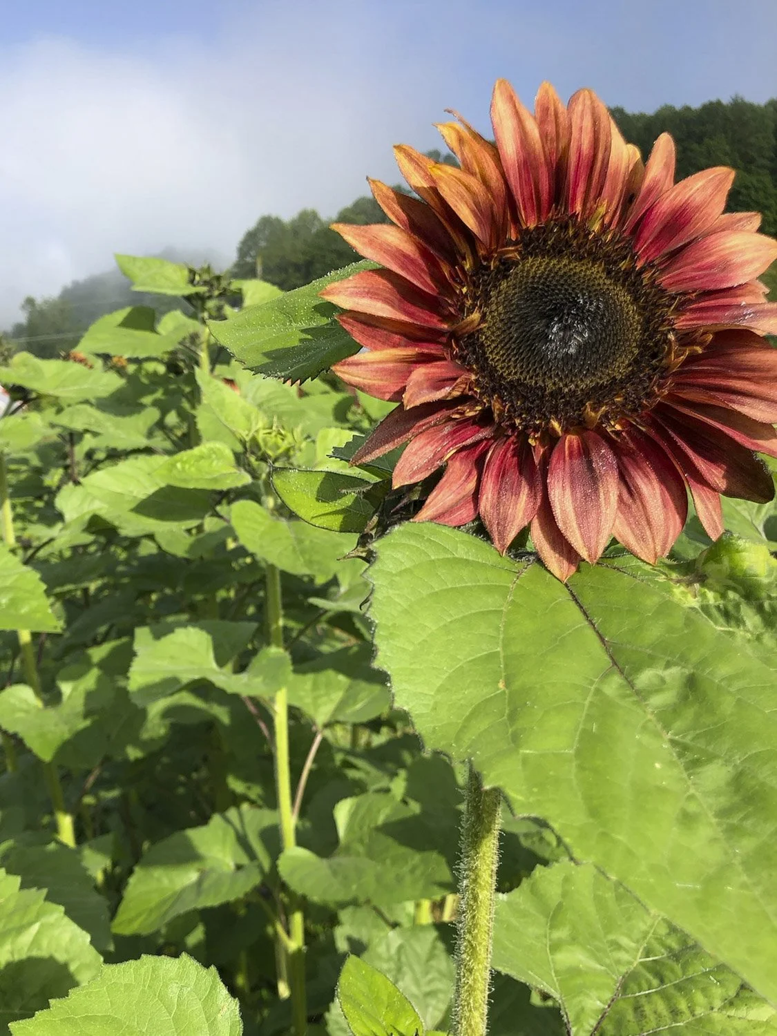 SUNFLOWER - Bronze