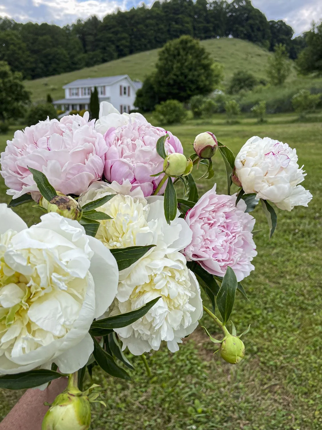 PEONIES - Pink & White
