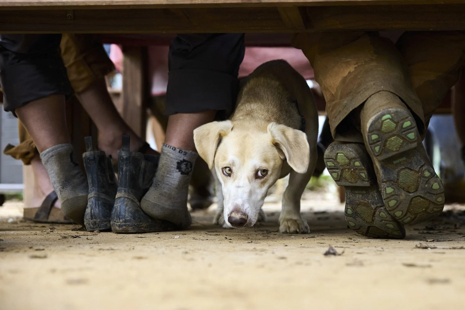 Storm Recovery at Springhouse Farm, Vilas and Boone NC-4.JPG
