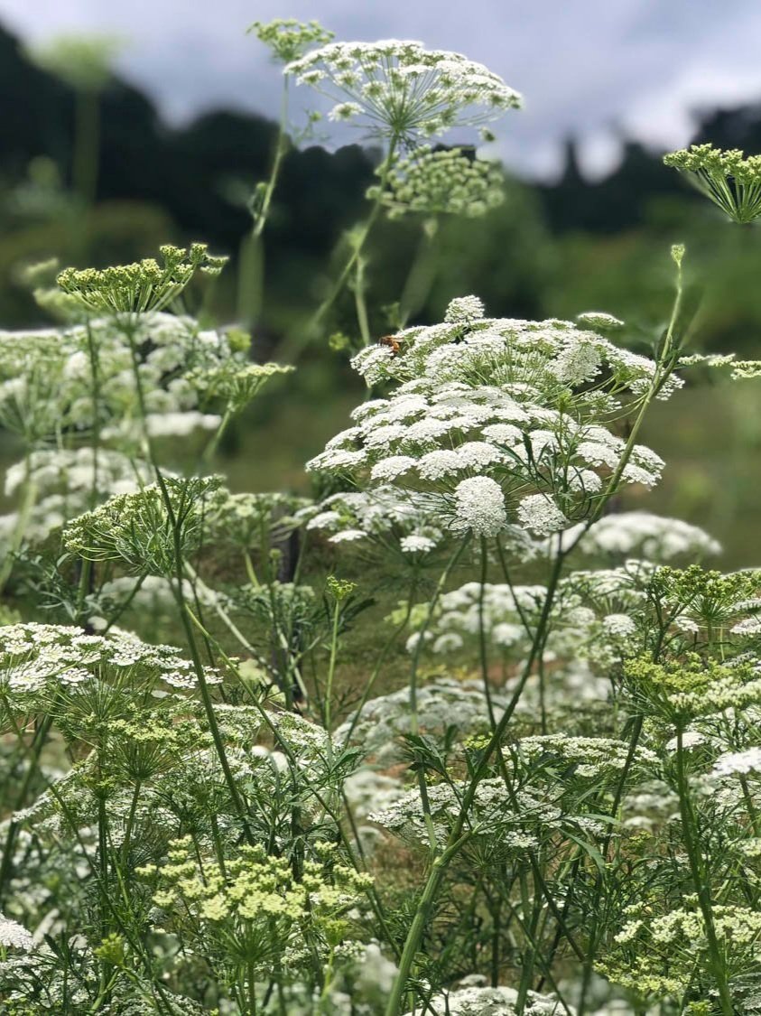Farm+Grown+Queen+Anne%27s+Lace%2C+Springhouse+Farm%2C+Boone+NC-2.jpg
