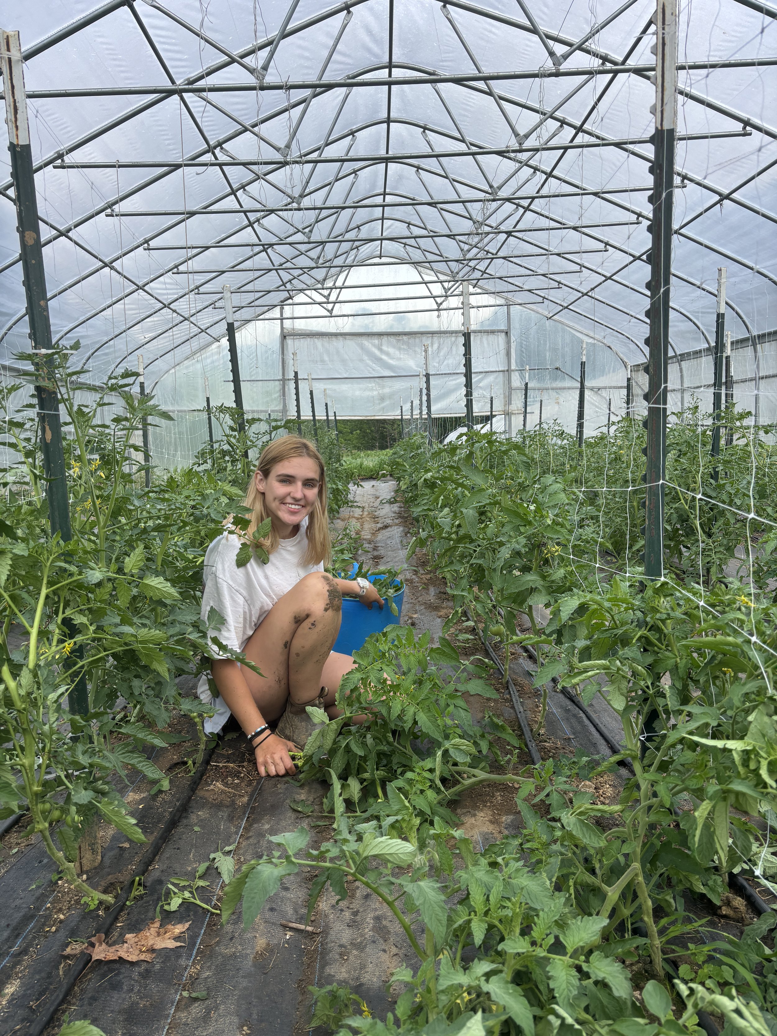 Intern Prunes Heirloom Tomatoes, Springhosue Farm, Vilas, NC.JPG