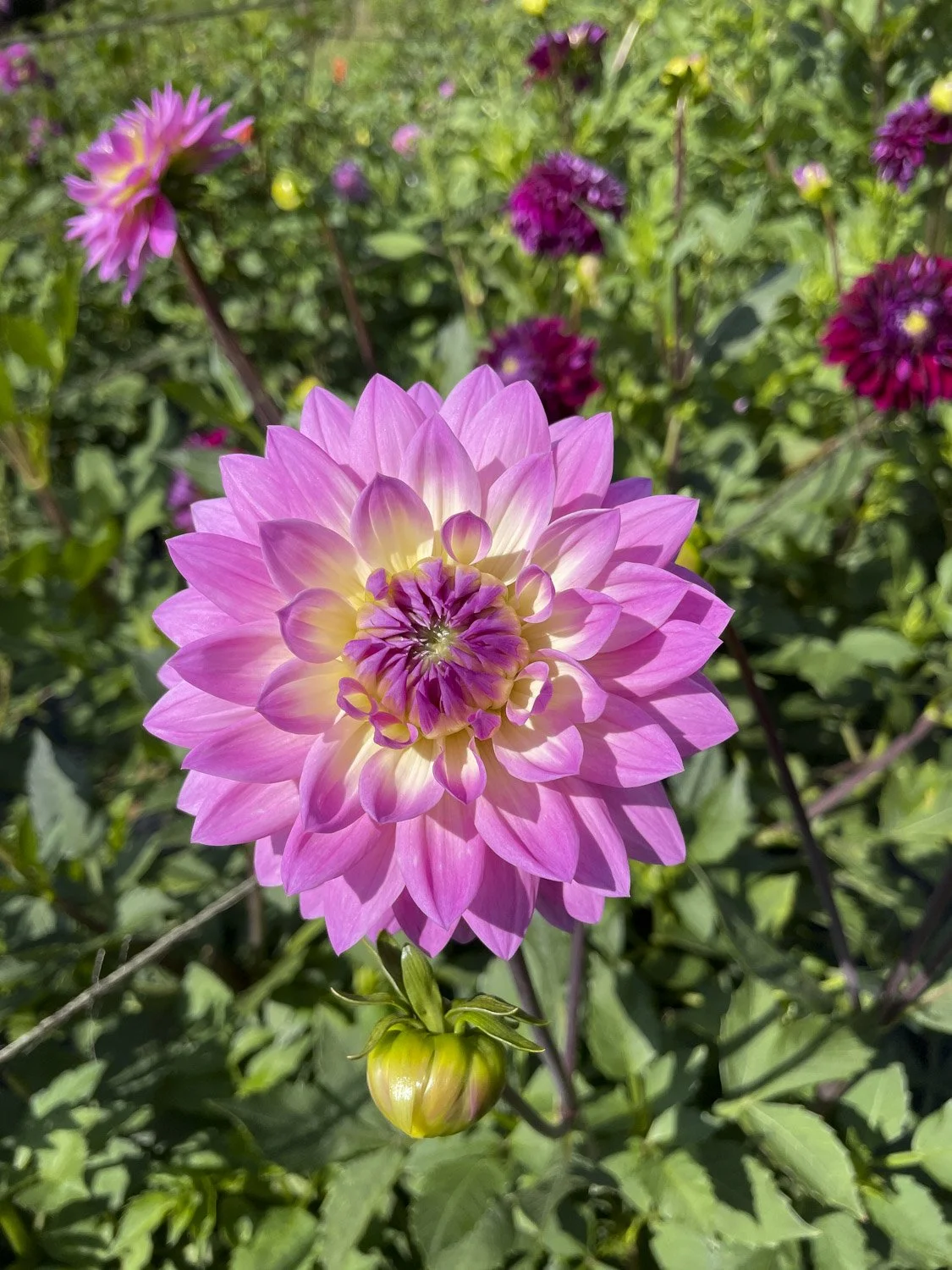 DAHLIA - Pink