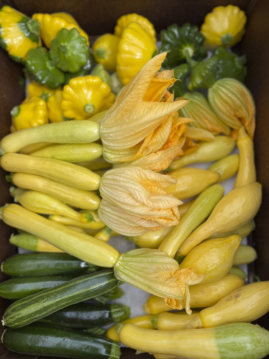 Fresh Squash, Springhouse Farm, Vilas NC-2.JPG