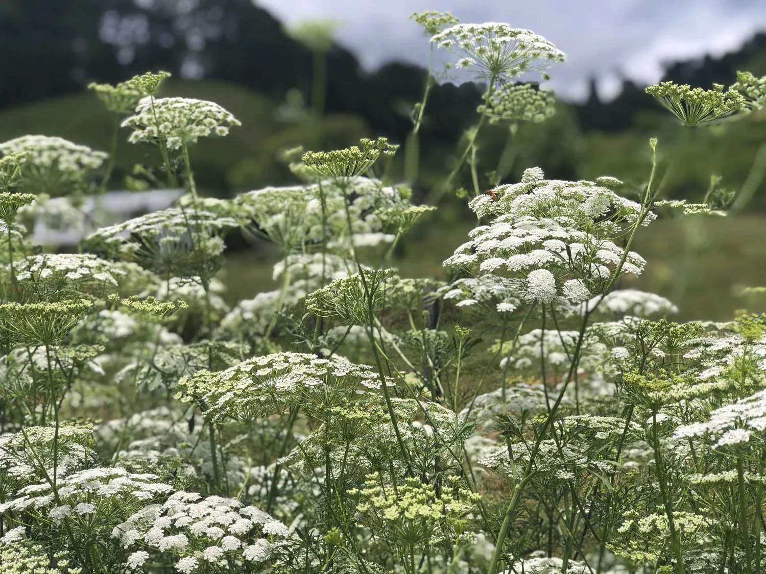 AMMI QUEEN ANNE'S LACE