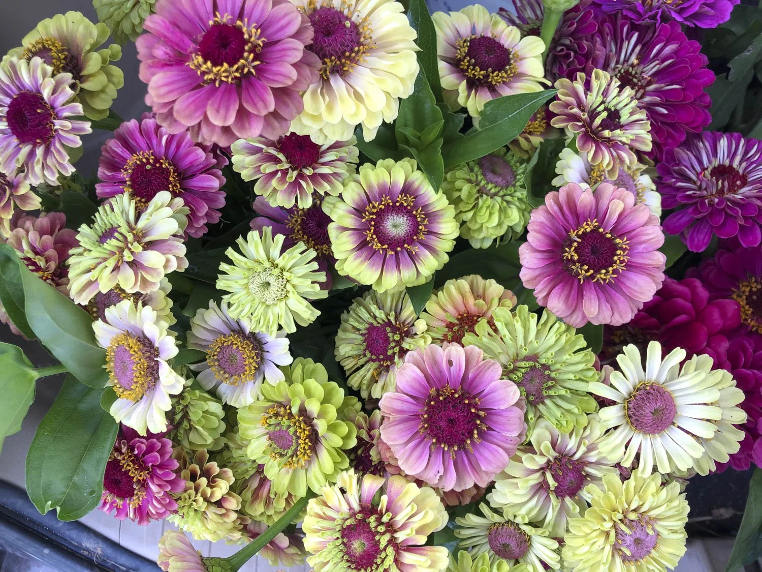 ZINNIAS - Pink/Green & White