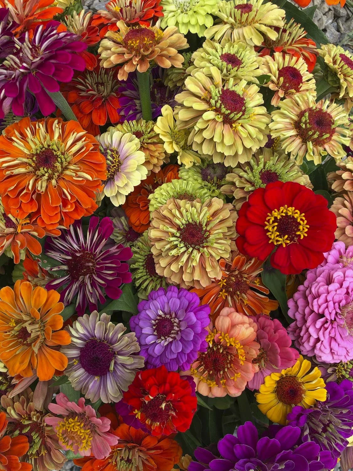 ZINNIAS - Mixed
