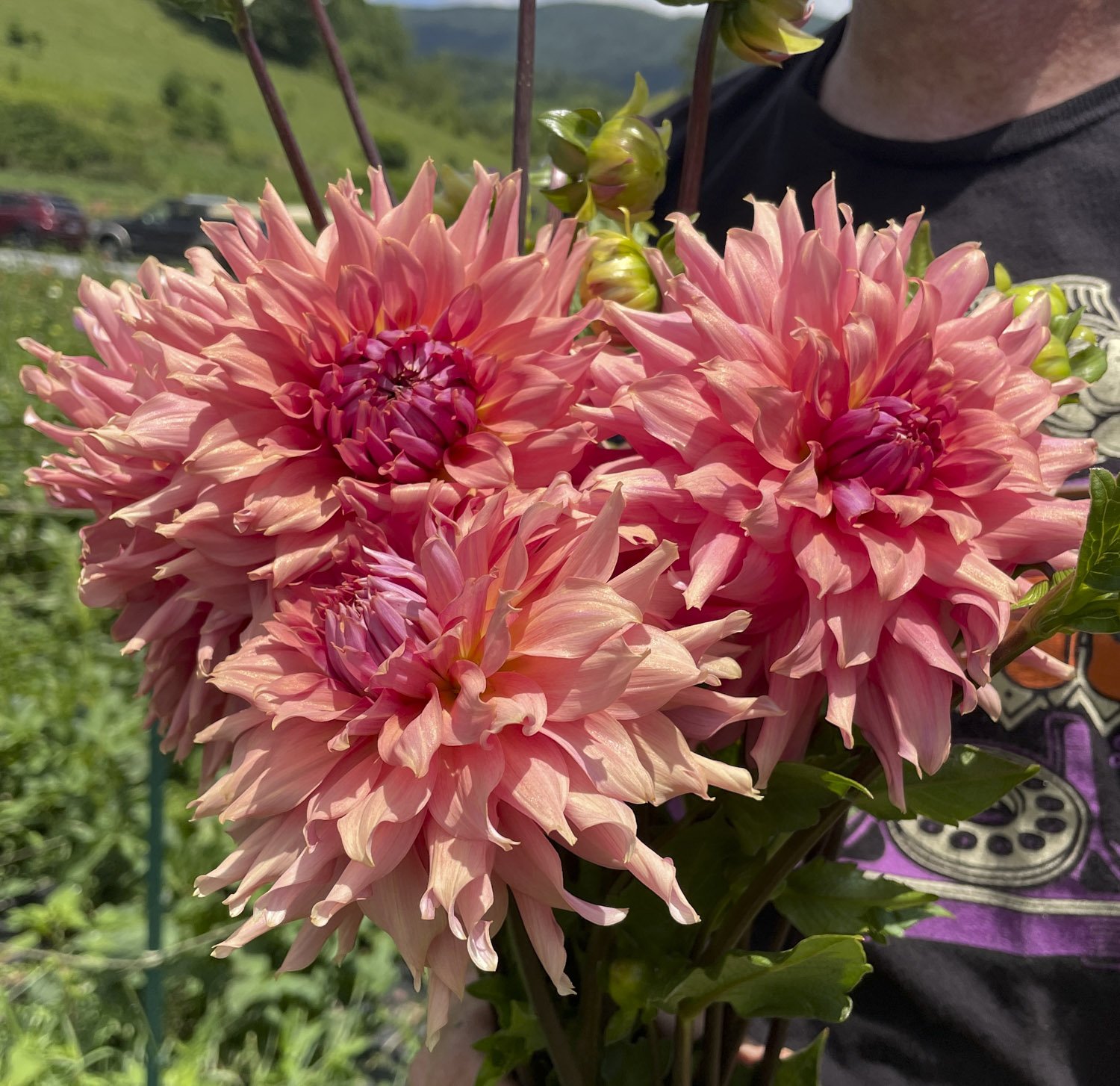 DAHLIAS - Coral