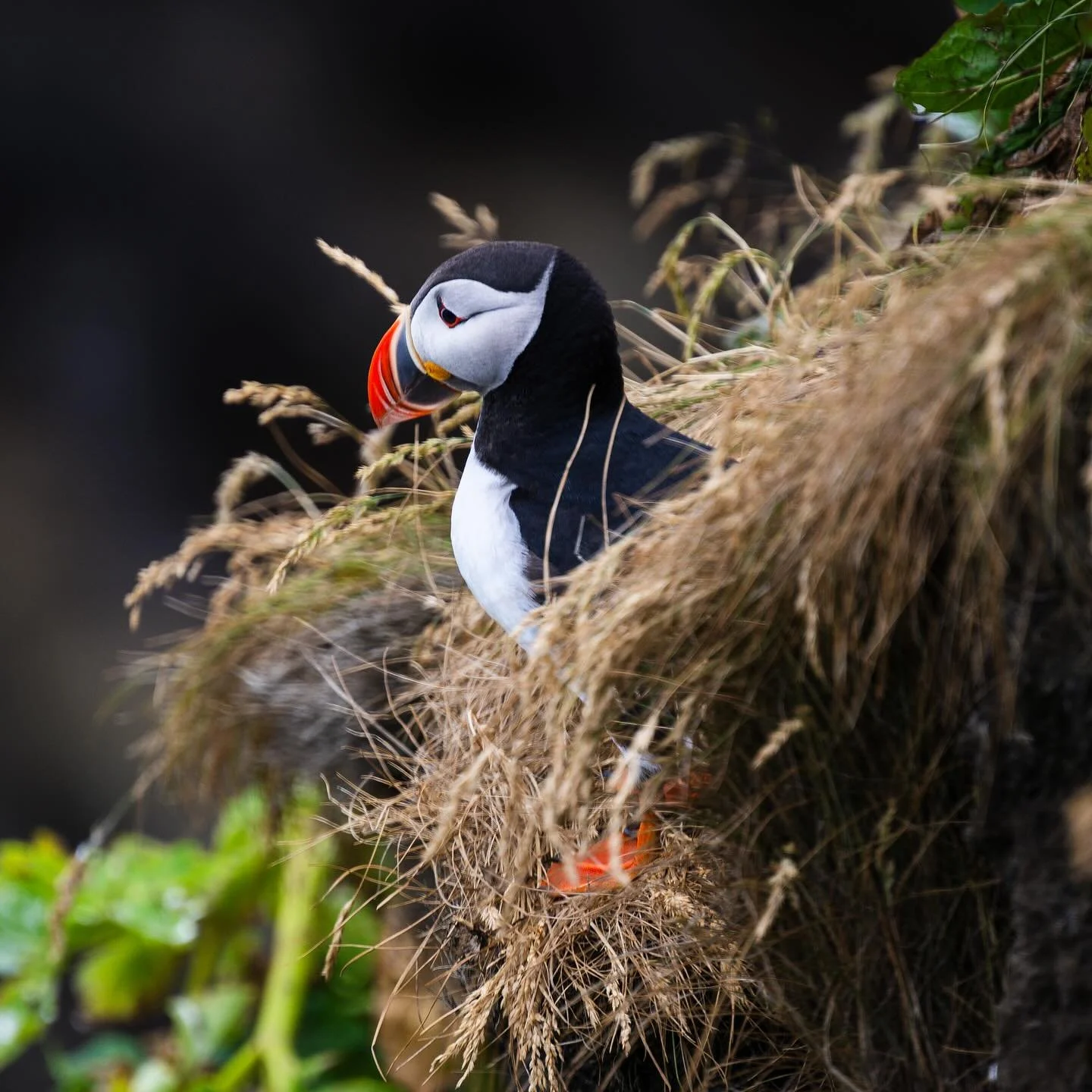 Puffins always make a good photo. 
.
#puffin #iceland #photographer #nikonusa