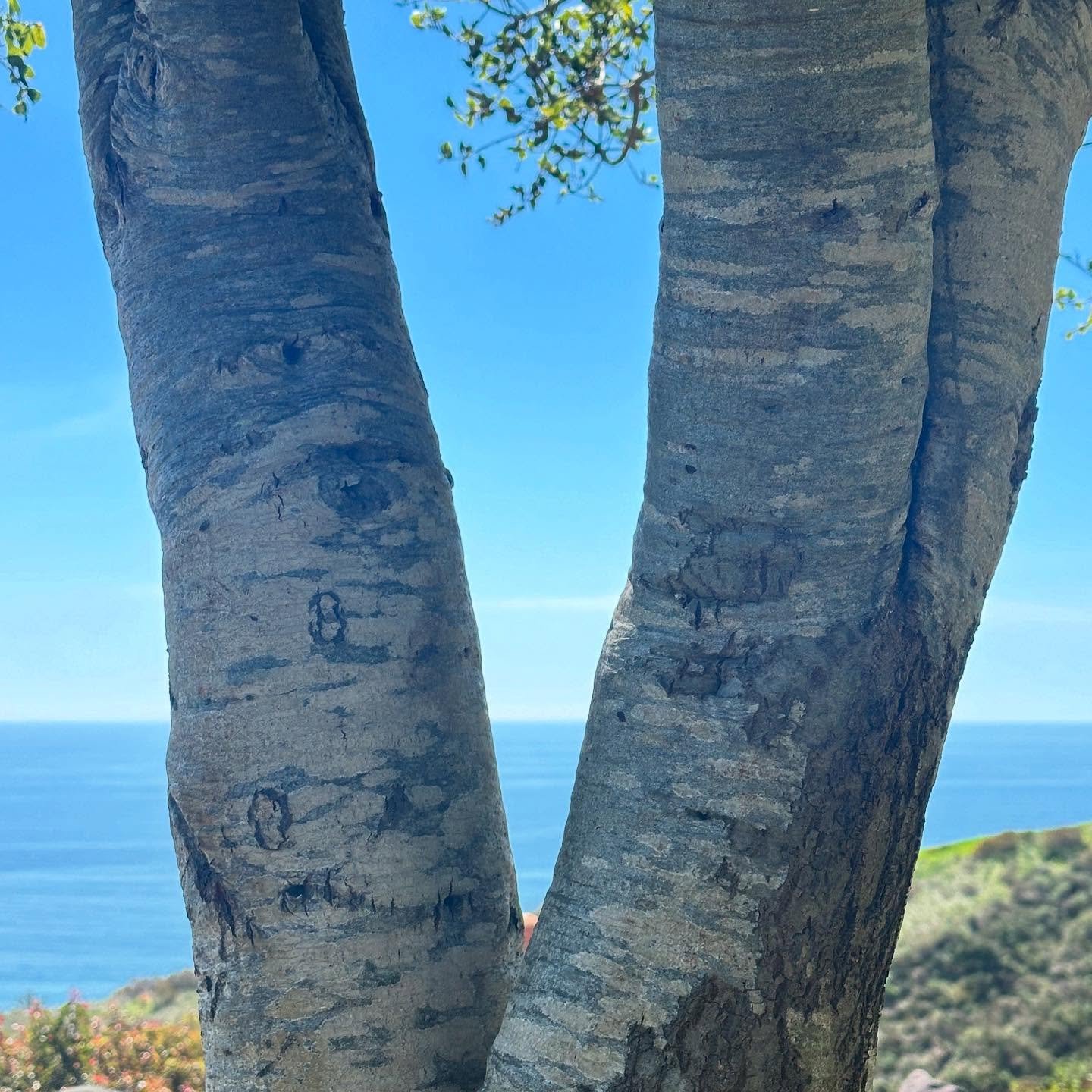 This Oak tree in Malibu&hellip;meant to be.
.
.
.
#landscape #landscapedesign #landscape_lover #landscapearchitecture #landscapearchitect #landscapearch #zfla #landscapephotography #landscaping #zfreedman #contemporarylandscape #modernlandscape #cont