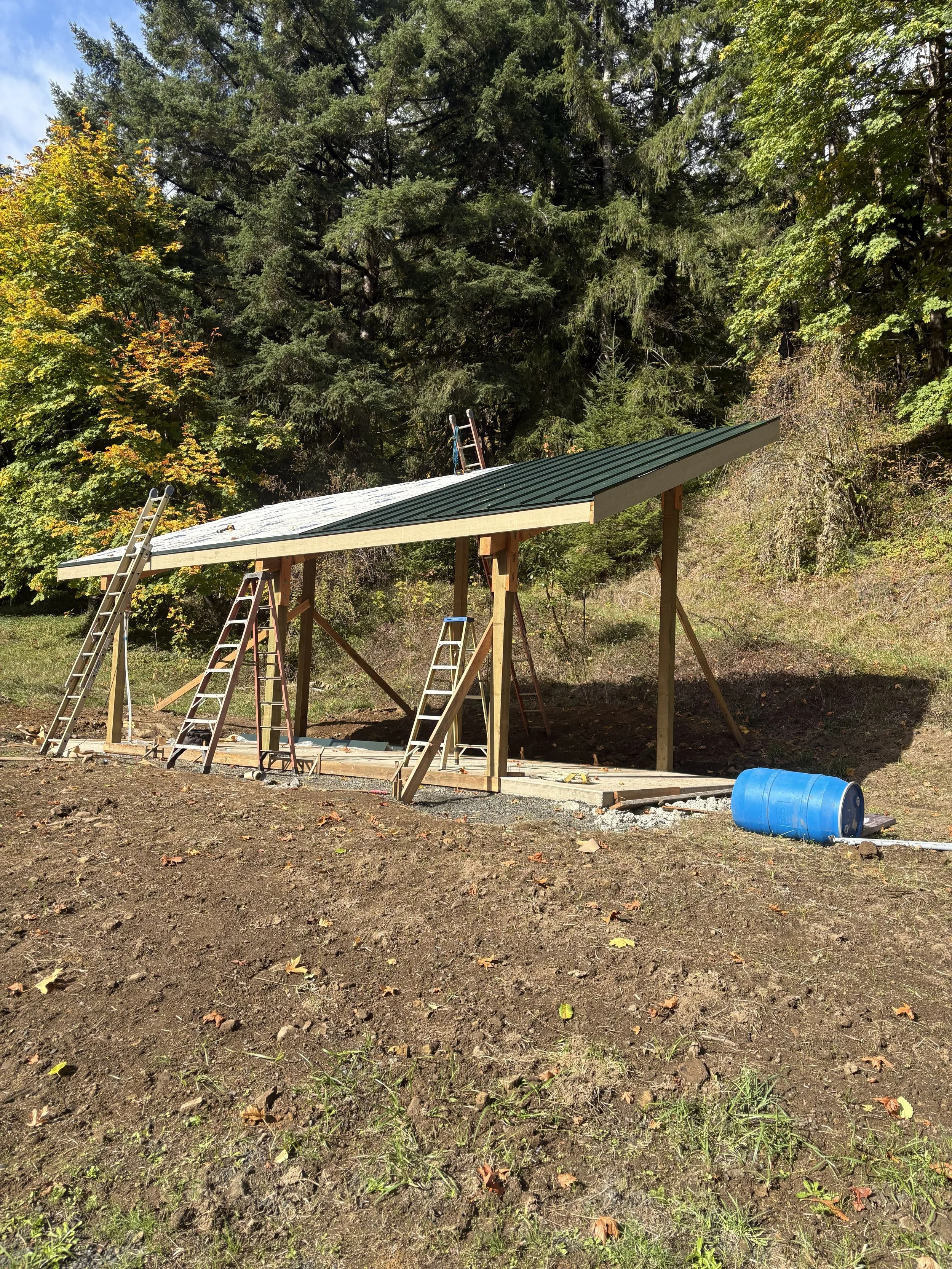 A partially constructed wooden shelter with a metal roof in a forested area, with ladders leaning against it, a blue barrel on the ground, and trees in the background.