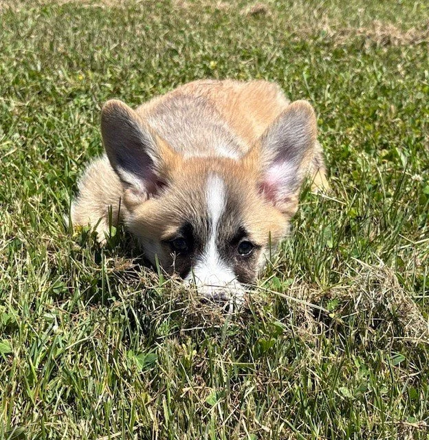 bandit 2 , 6-27-25.jpg