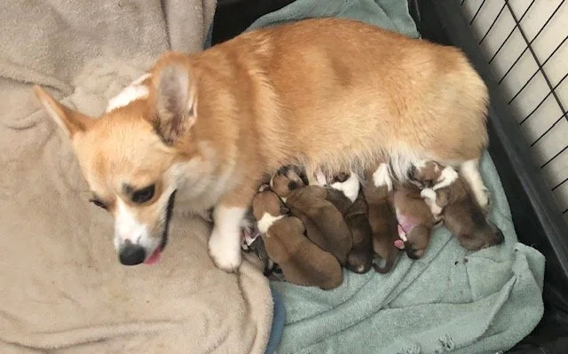 basil and puppies 9-30-24.jpg