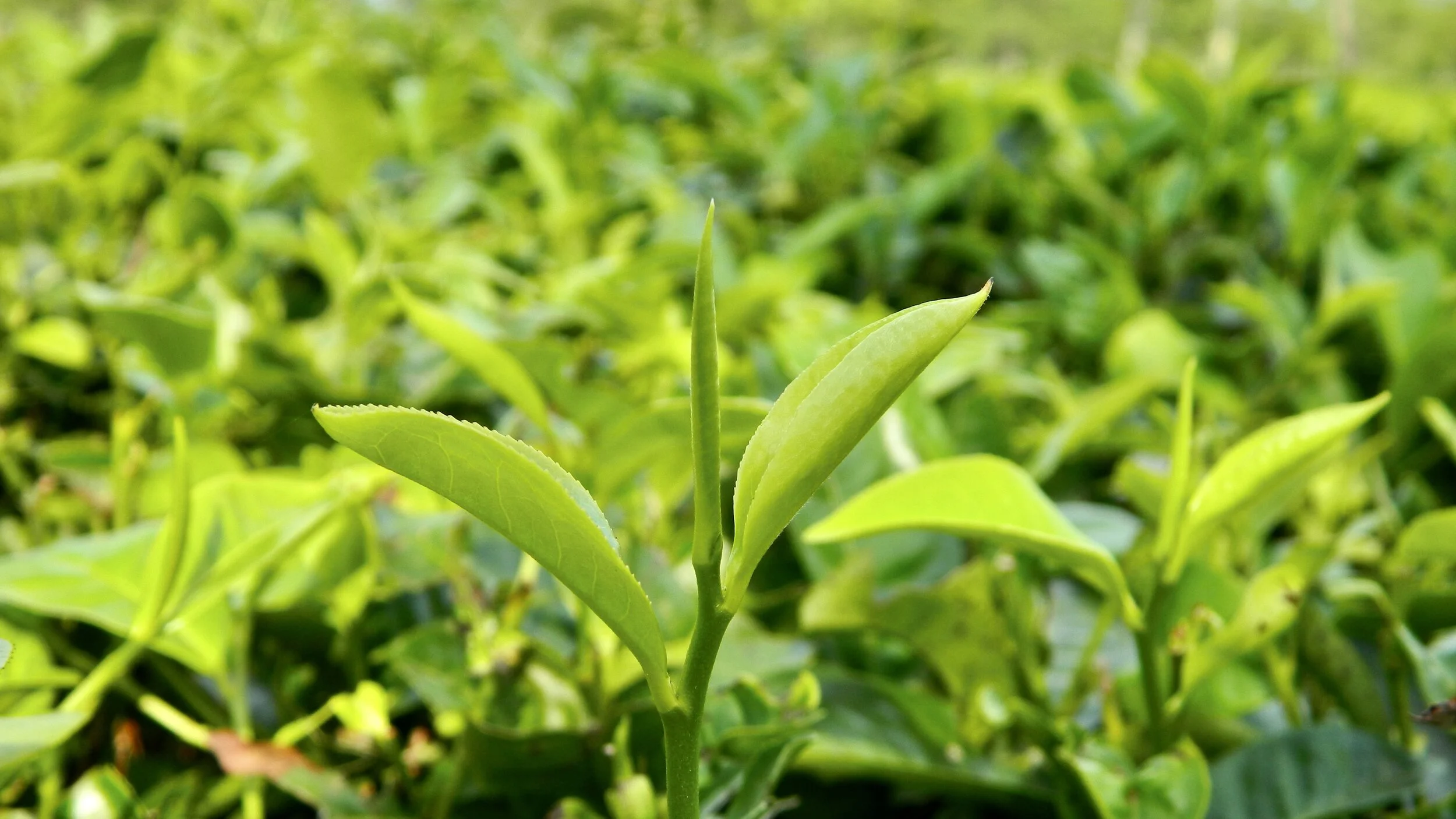 Tea And Trails All Together