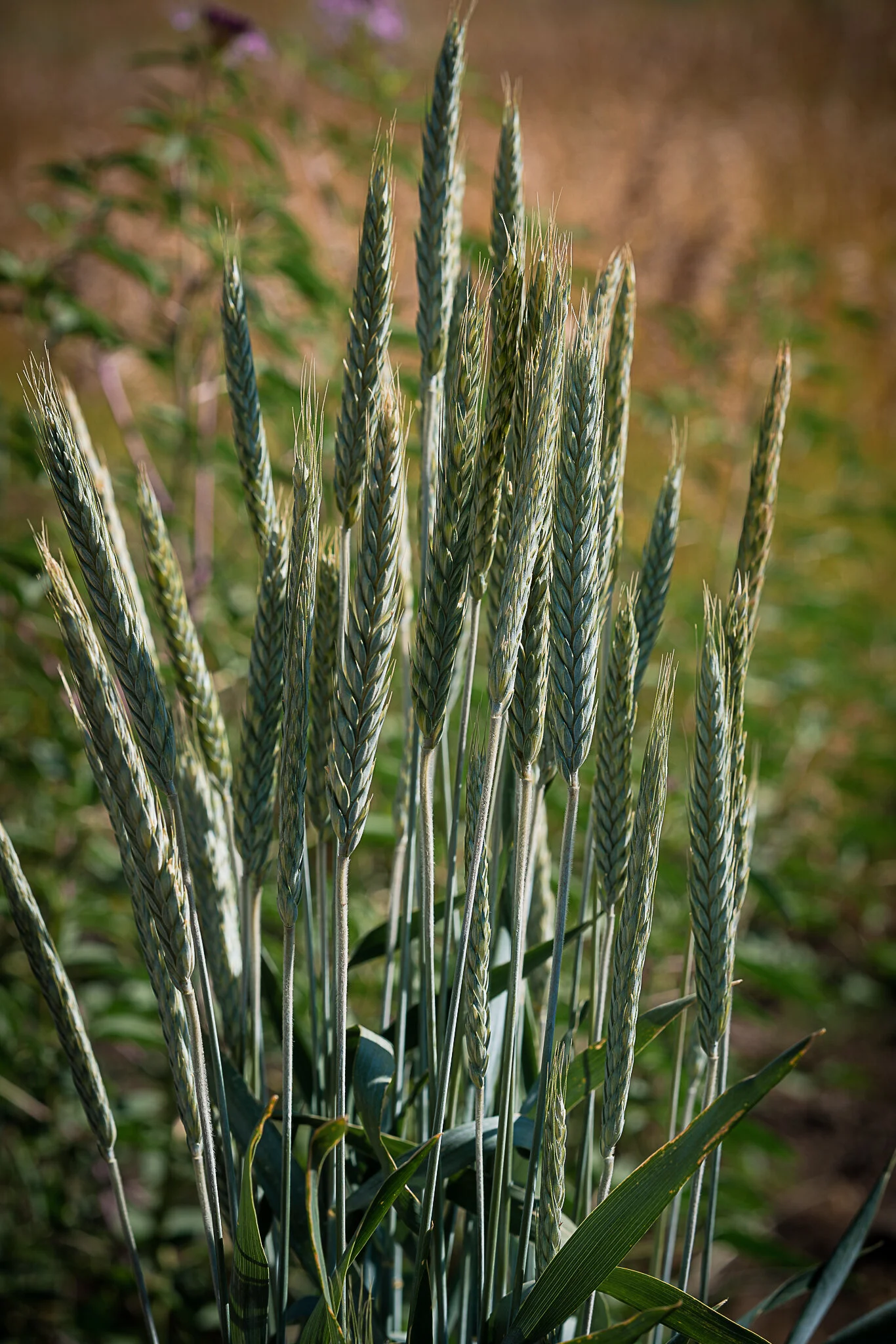 Trail Restoration: Grizzly Creek