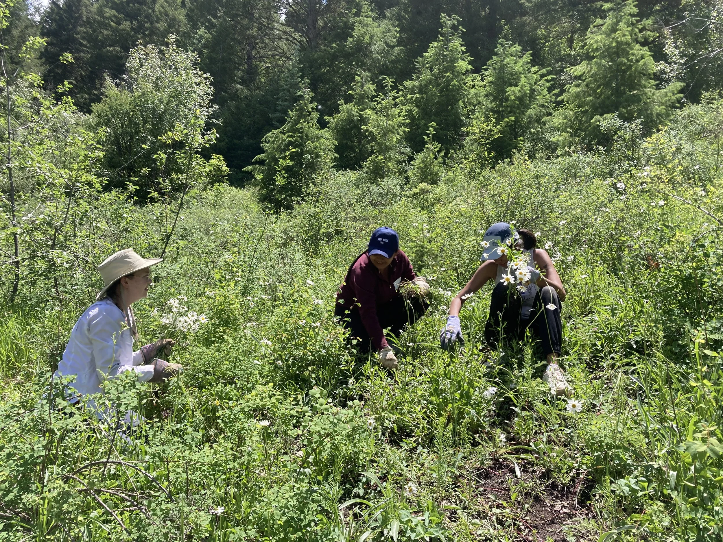 Invasive Species Identification and Management Training
