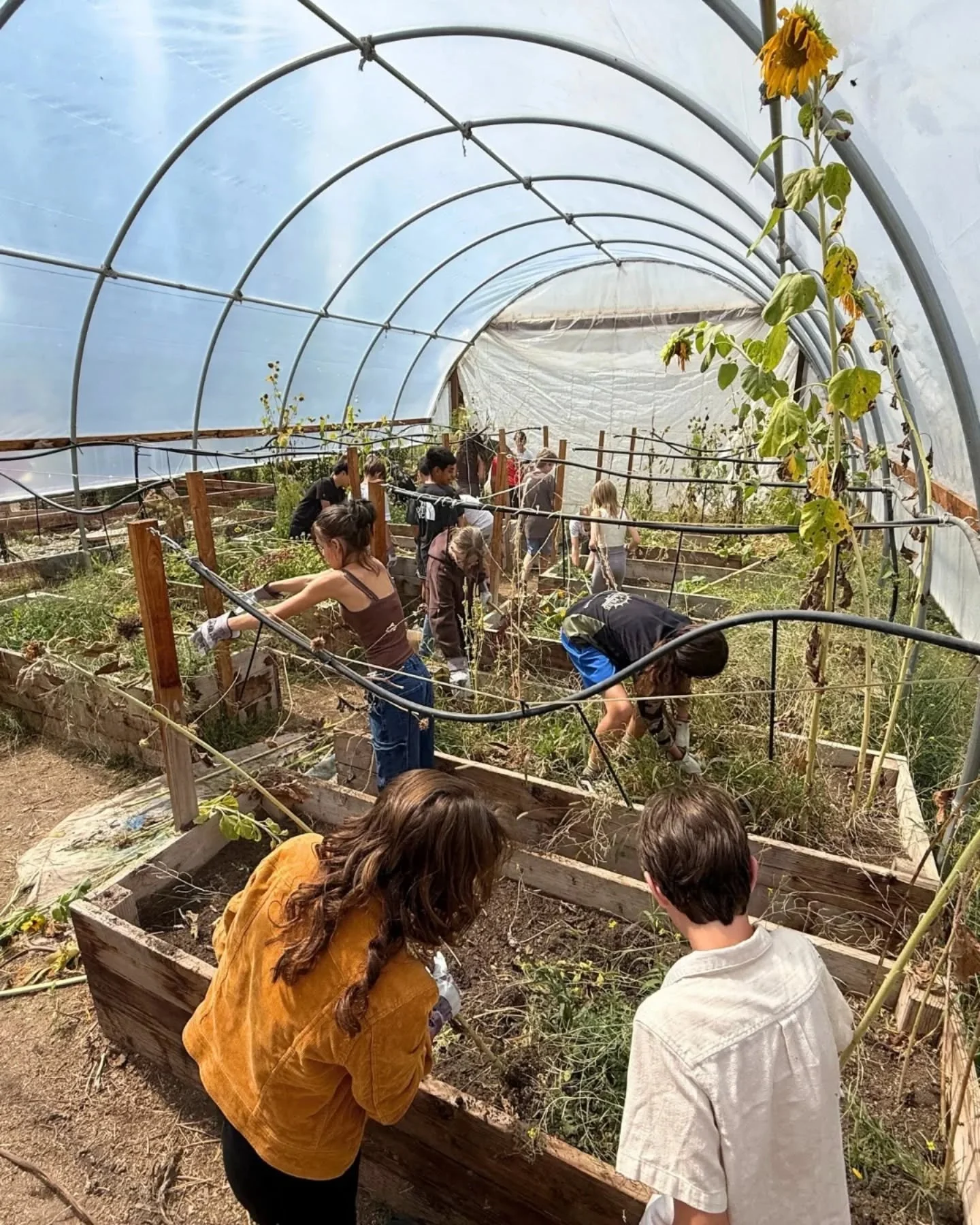 Big thanks to the @rossmontessorischool students for joining us in giving their school garden some love! Together, we cleared out the overgrowth and laid down fresh mulch. Can&rsquo;t wait to see how this space flourishes in the seasons ahead!

Want 