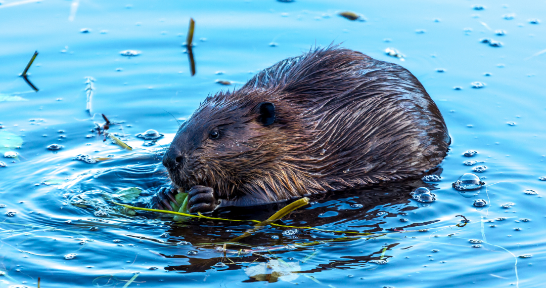 Beaver1.png