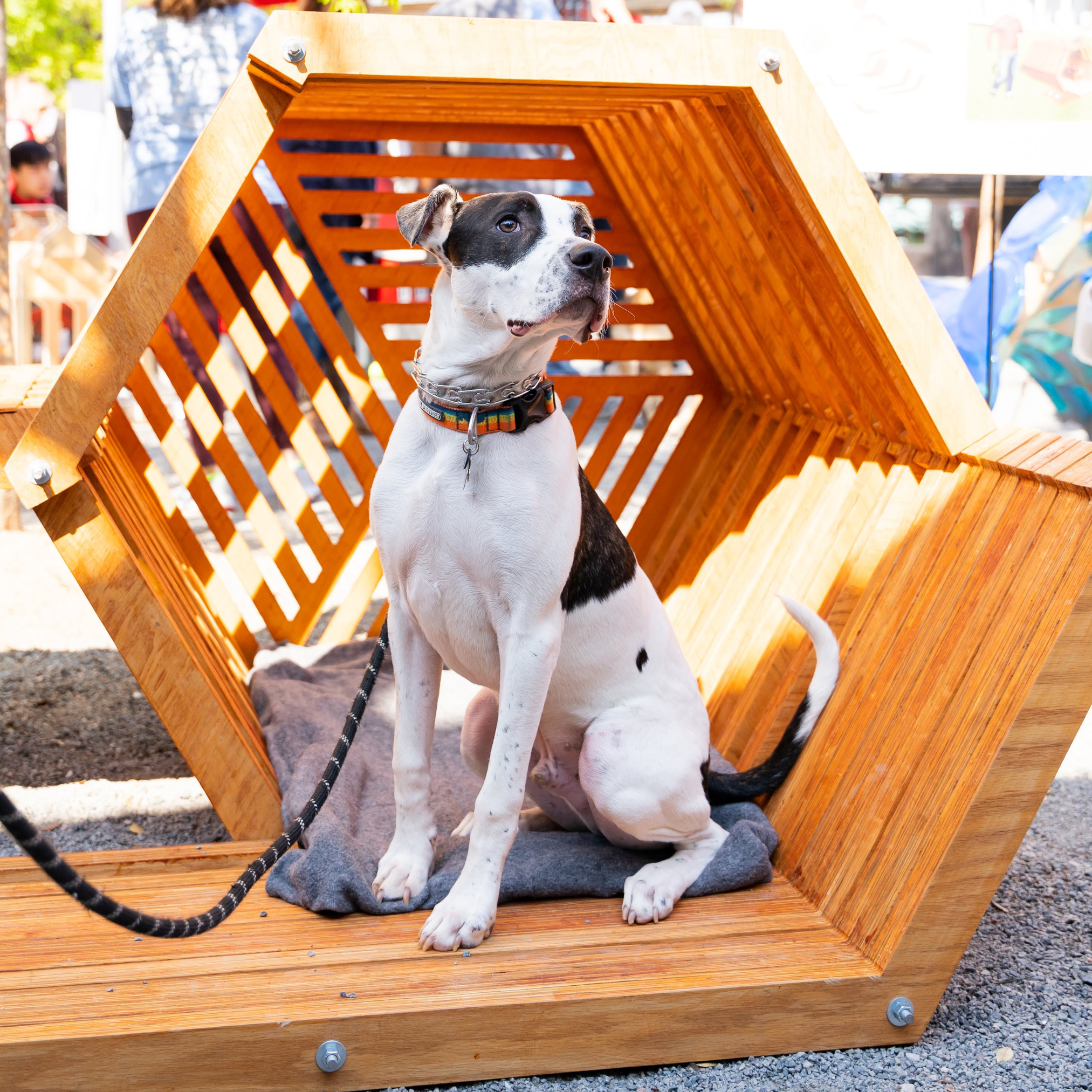 A black and white dog sitting on a gray blanket inside a wooden pet bench with a slatted back and sides, outdoors at a park or festival.