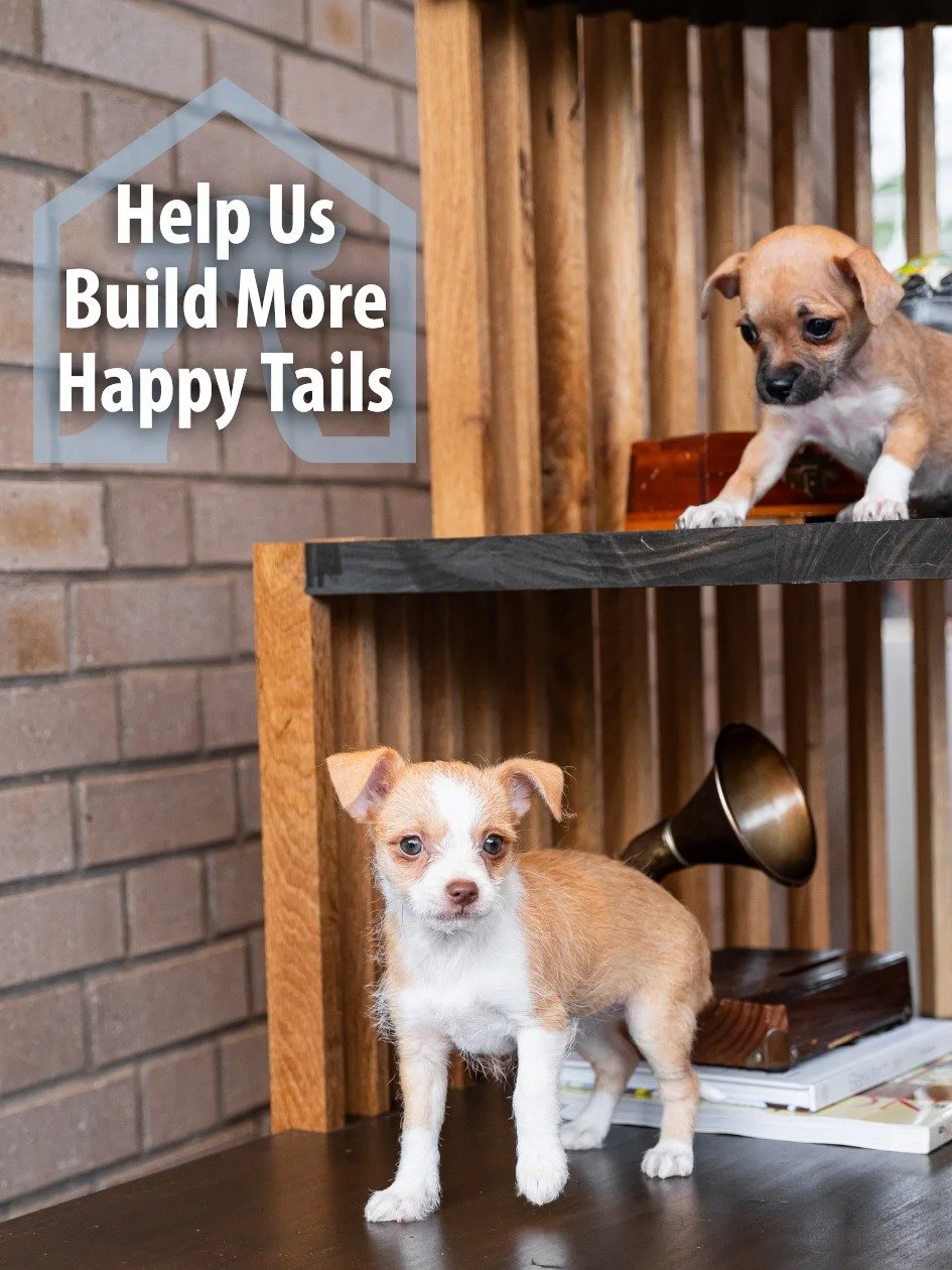 This #GivingTuesday, your support helps us continue designing the moments that change pet lives.

Every donation goes to supporting local rescues, and second chances for pets who need them most.

If you believe in the power of design and community, w