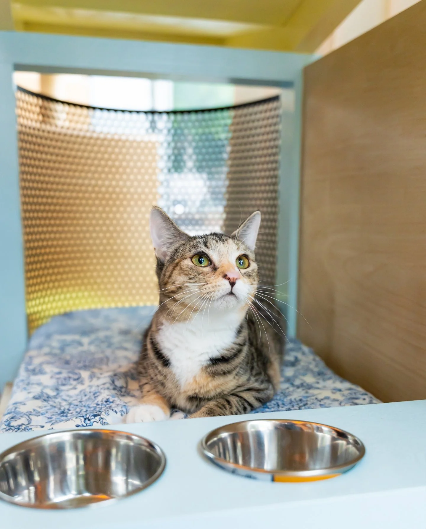 Designed for pets. Approved by pets. ✔️

One of Connie's Kittens adoptables takes advantage of the comfy Barkitecture build by HIPP Design + Consulting at this year's Triangle Barkitecture.

Photo by Rose+Anchor