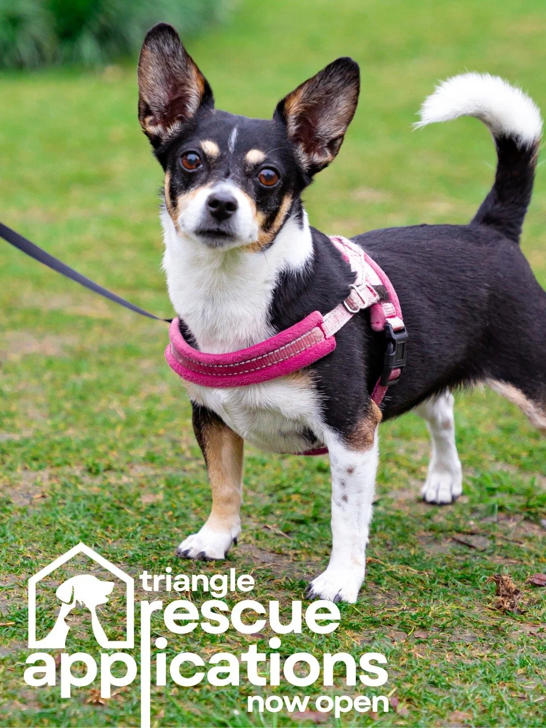 🚨It's Here! Rescues interested in appearing at this year's Triangle Barkitecture and be considered for this year's rescue partners can now apply using the link in our bio.

To be considered for one of this year's rescue partners (receiving a share o