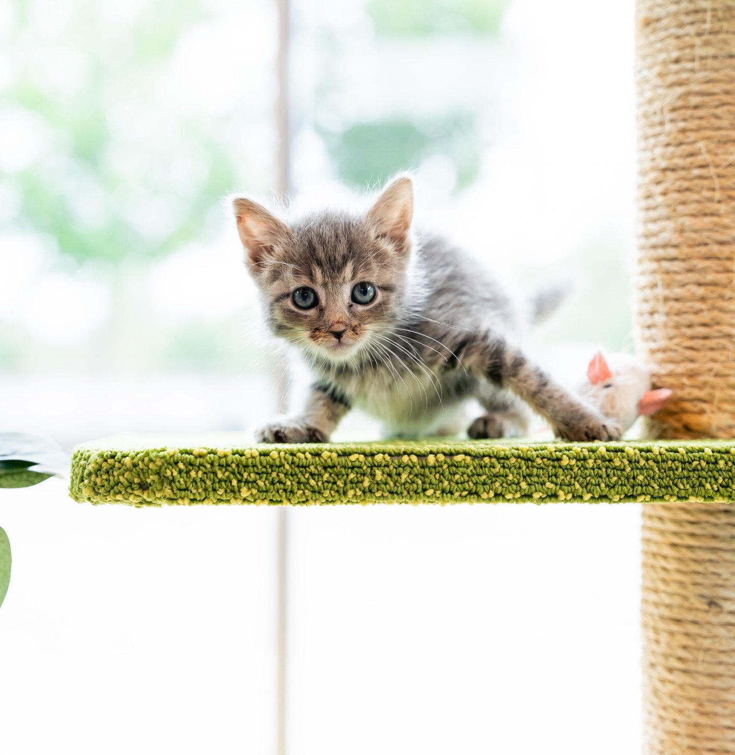 No, we&rsquo;re not kitten around when we tell you that @obrienatkinsassociates is back for this year&rsquo;s Triangle Barkitecture competition. 🐱🌳

The Purrch Tree caught many kittens attention last year, and we&rsquo;re pumped to see what they de