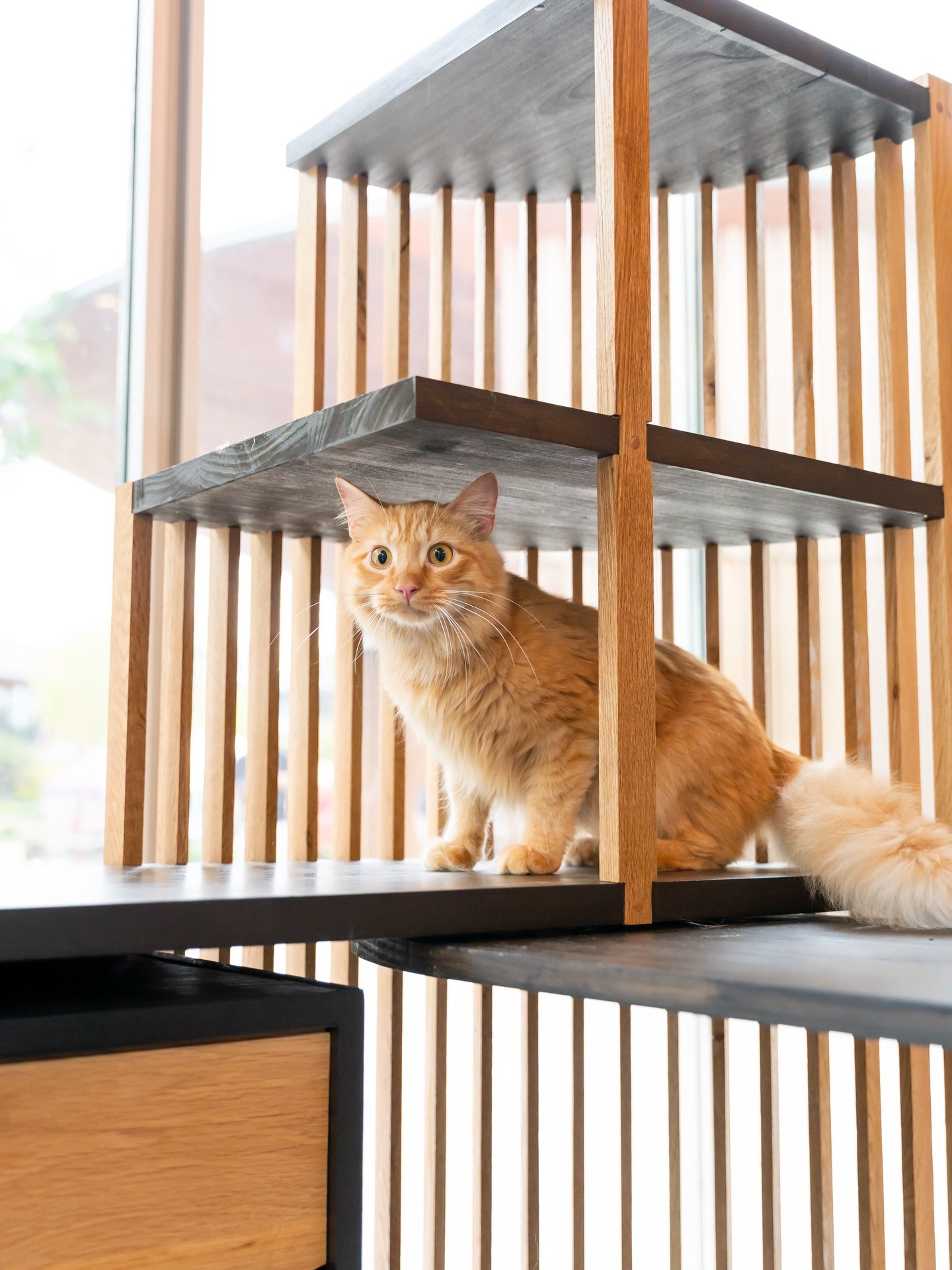The Pawvit by Arcadis captured the attention of several curious cats last year 🐈🐾

With the return to Downtown Cary Park, that also means the Kitten Cuddle Room by Connie&rsquo;s Kittens is back too! You know we&rsquo;re already excited to see that