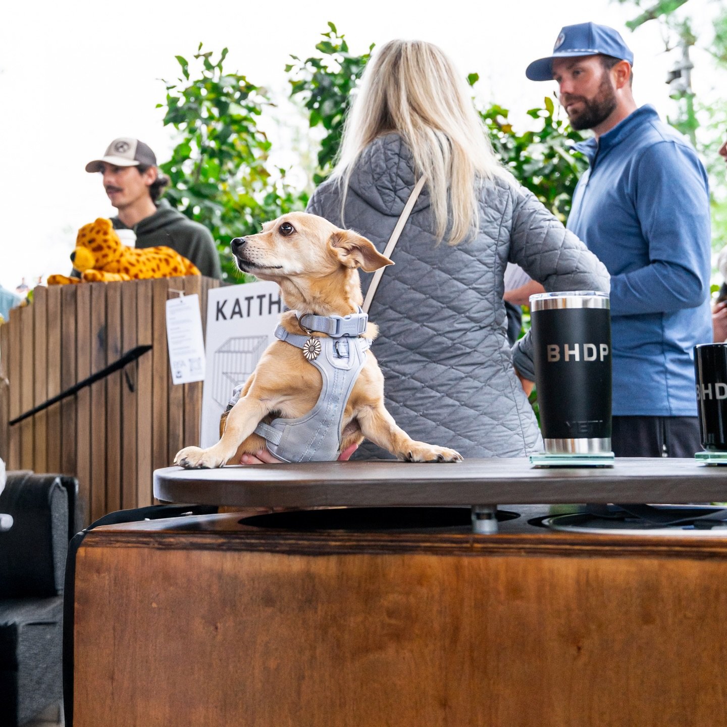 Gotta start practicing our posing for a return to the park this Fall 🐶

📸 by @rose.anchor 

#barkitecture #petdesign #fosterdog #dogrescue #nonprofit