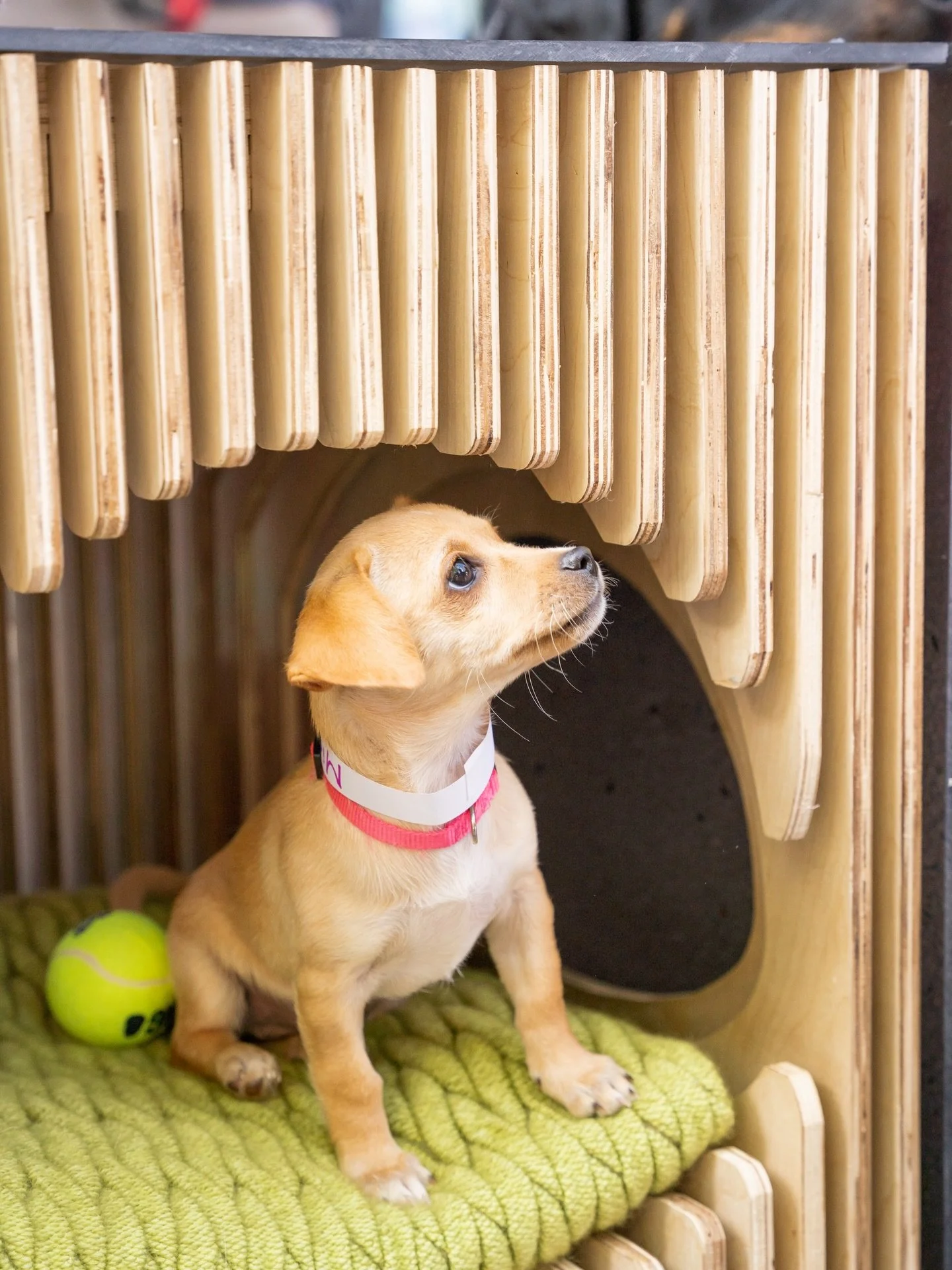 Already looking forward to the weekend and one week closer to the return on Barkitecture! 🐾

@studio_three_ten brought the Ultimutt Hut to the 2022 Triangle Barkitecture event and outside of the beautiful design that gathered attention, it quickly b