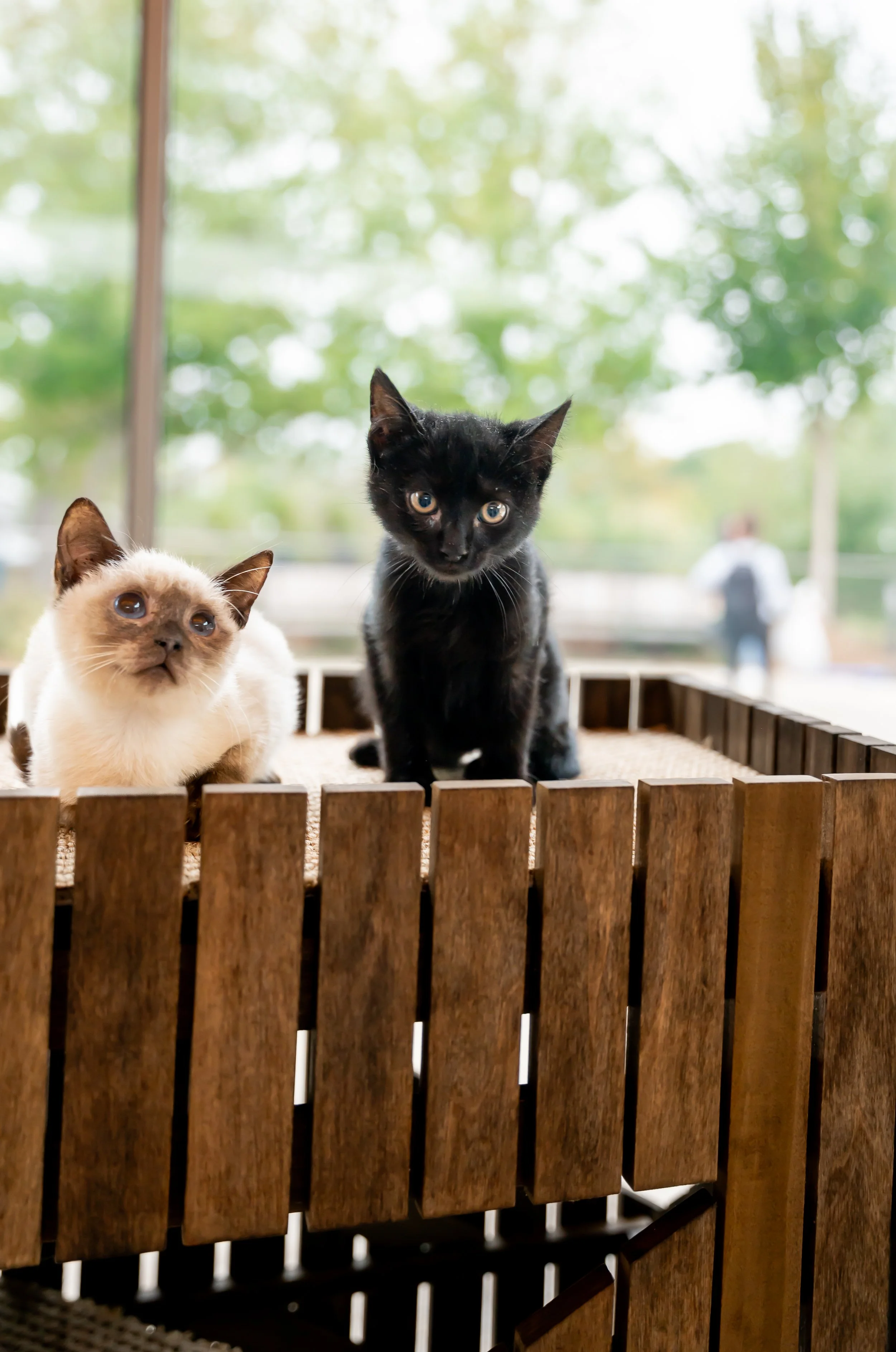 Adoptable Kittens sitting in cat pet architecture at barkitecture events design competition