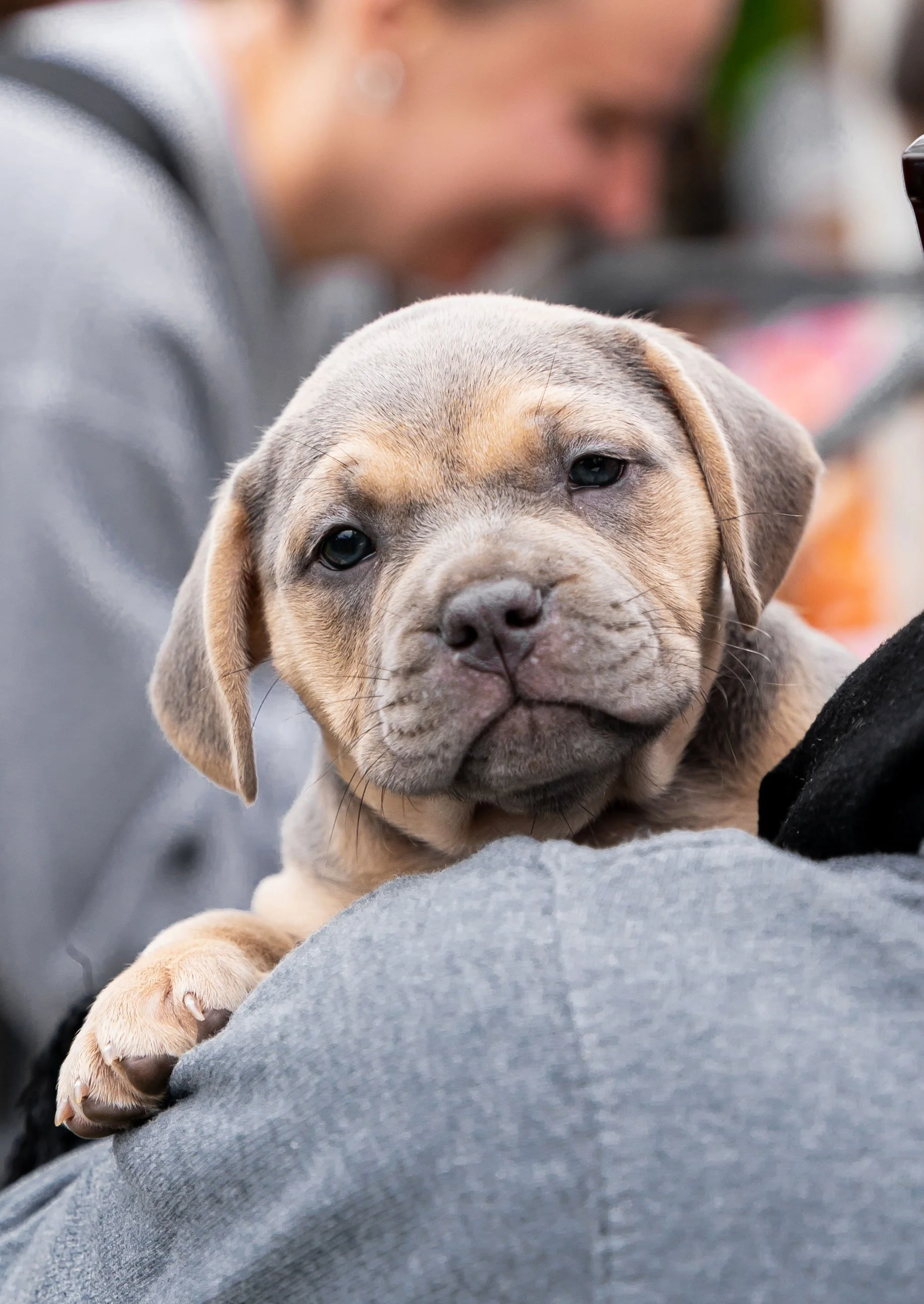 Rescued puppy supported by donations to Barkitecture Events, helping local animal rescues save lives.