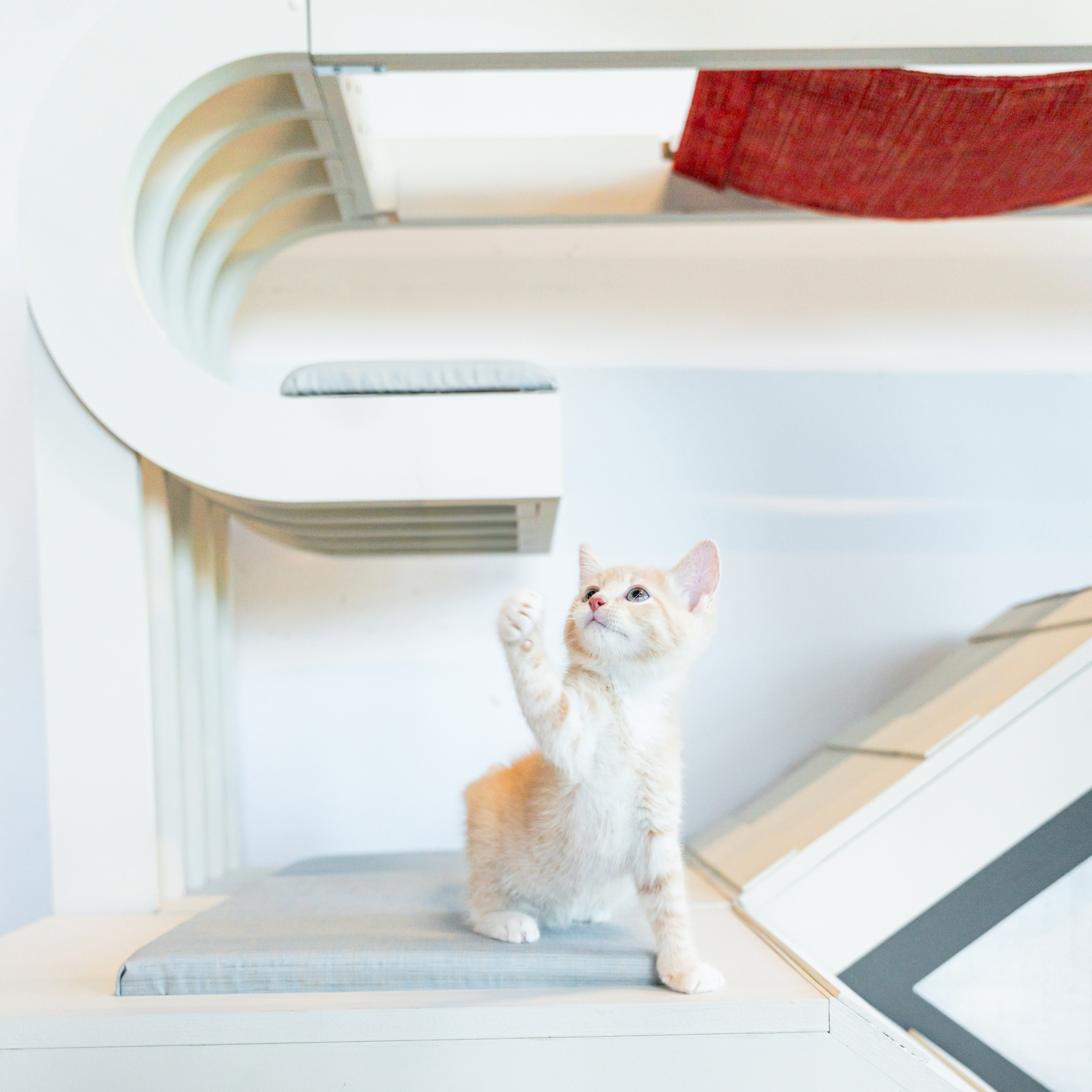 A light orange kitten standing on a desk with its paw raised, with a modern white and gray cat scratcher or climbing structure behind it.
