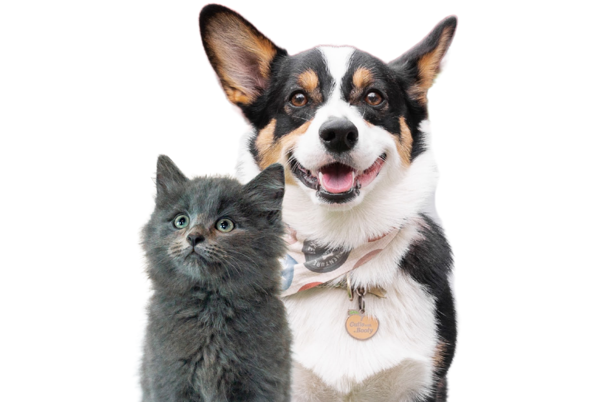 A happy dog and a gray kitten look directly at the camera against a transparent background.