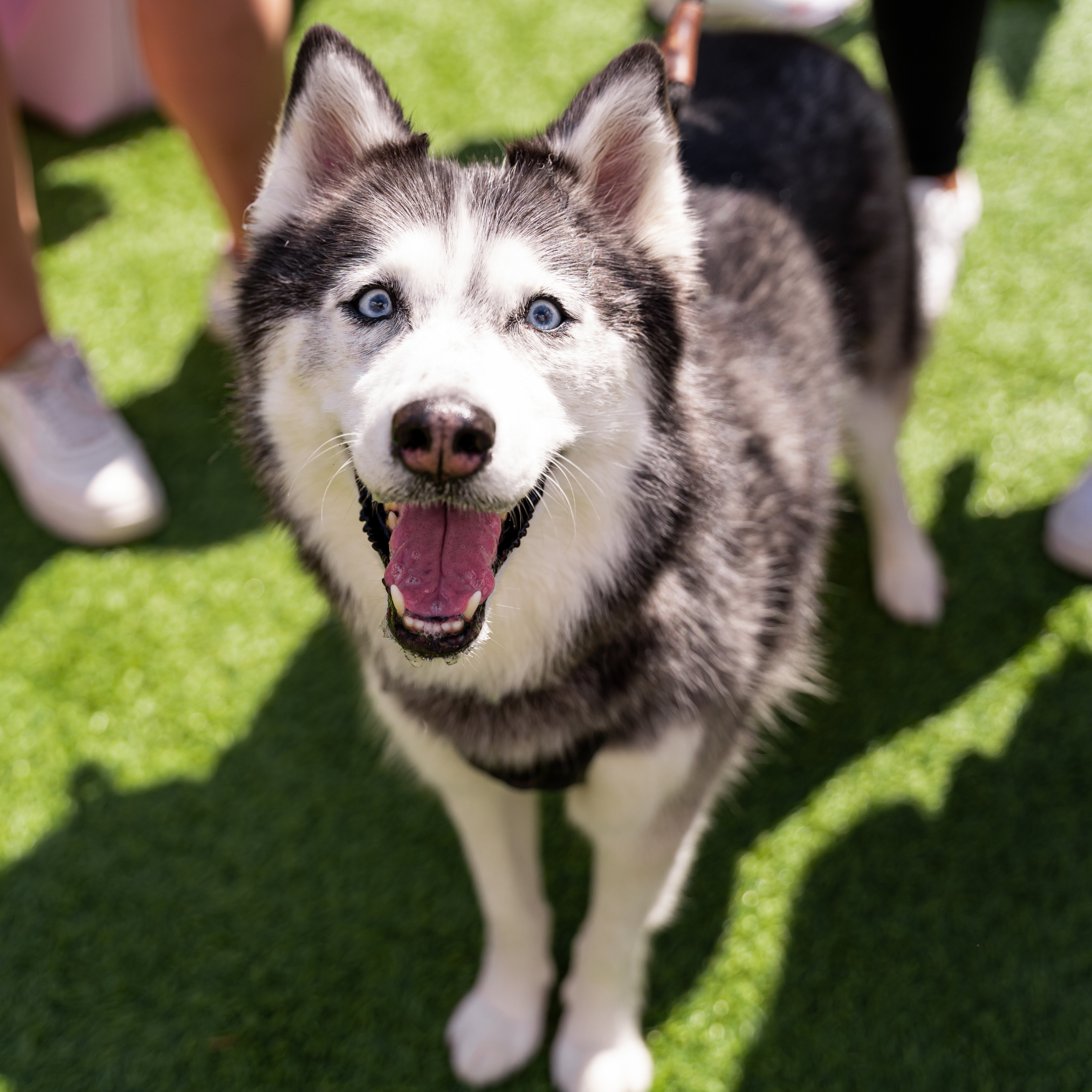 A happy Siberian Husky with blue eyes, black and white fur, standing on green grass, looking up at the camera.