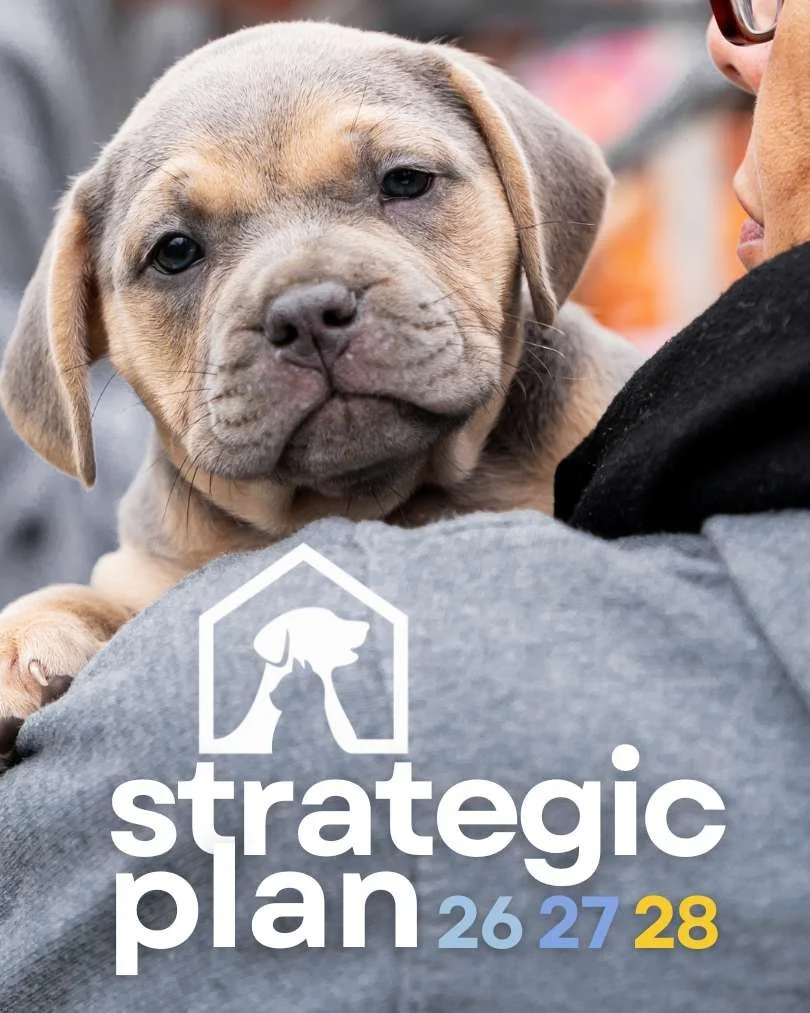A puppy being carried as part of Barkitecture Events’ strategic plan graphic, representing growth, care, and community impact through design.