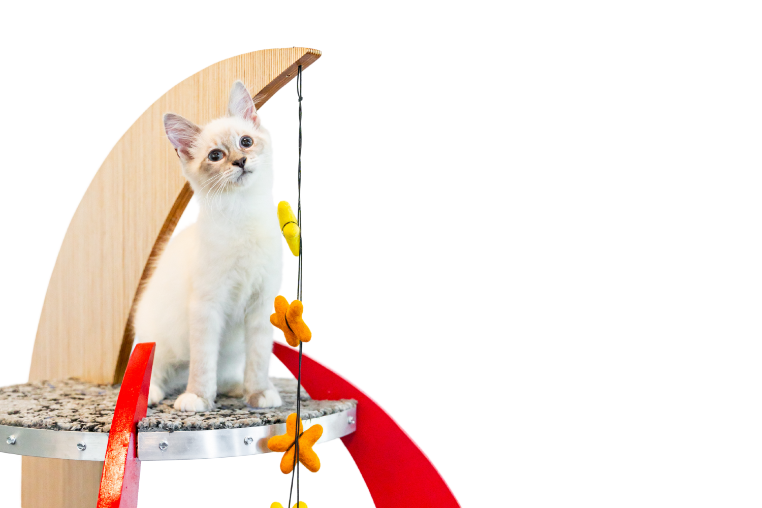 An adoptable white kitten sitting on custom cat architecture for Barkitecture to be auctioned off to support local pet rescues