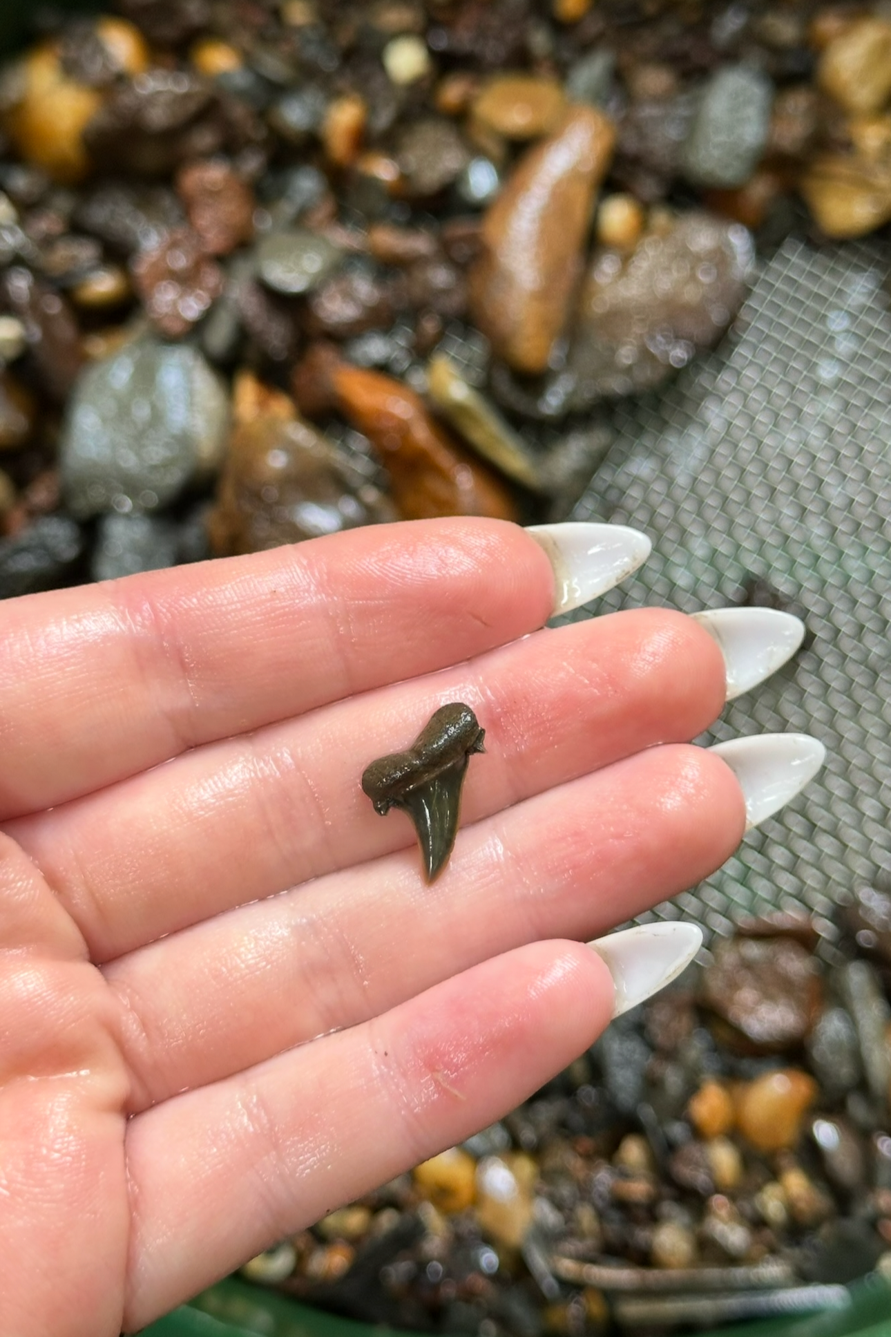 IMG_1575.png