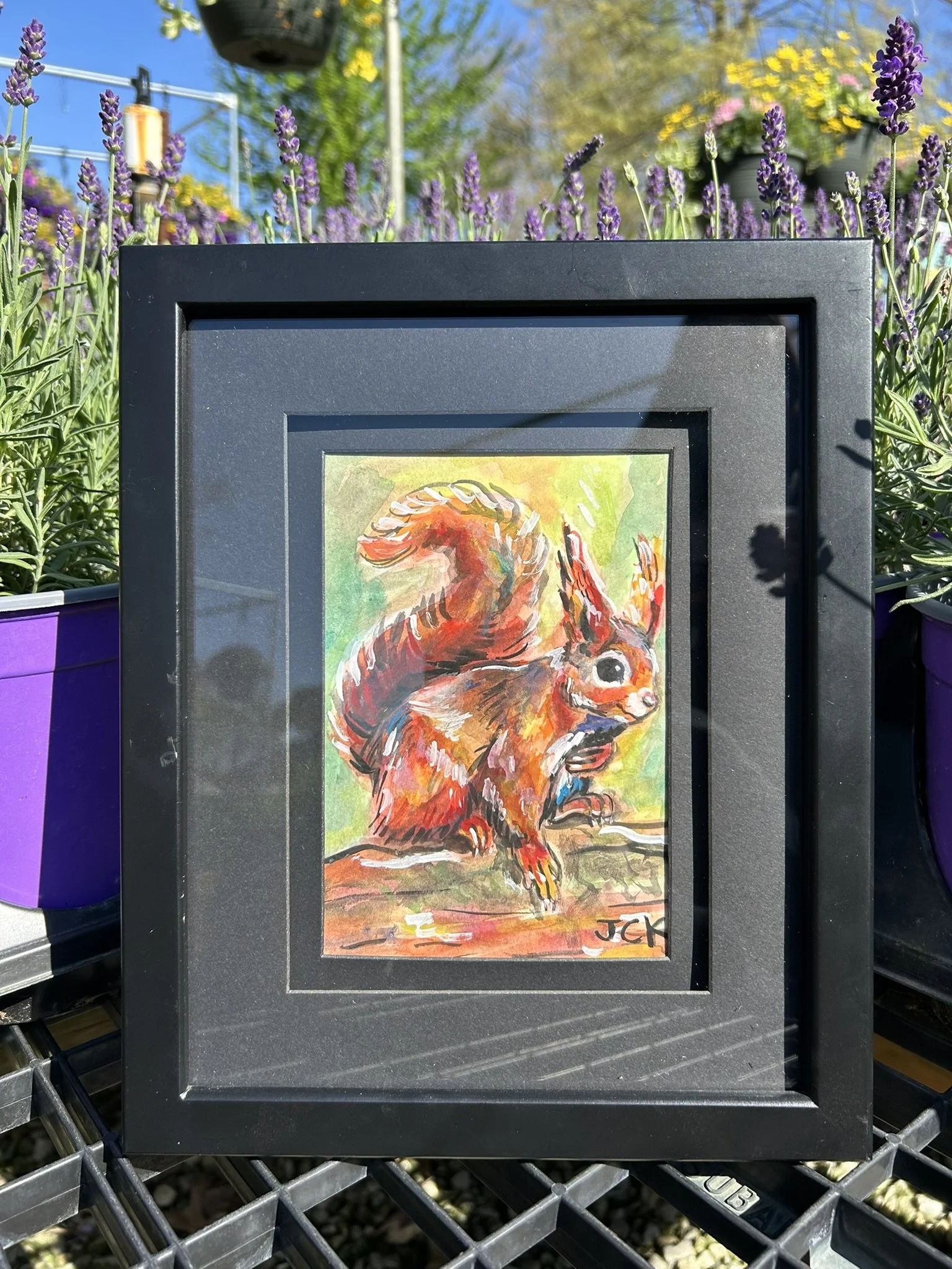 Red Squirrel, 2026, 5x7 inches, gouache on multimedia paper in a 9x11 inch thrifted frame