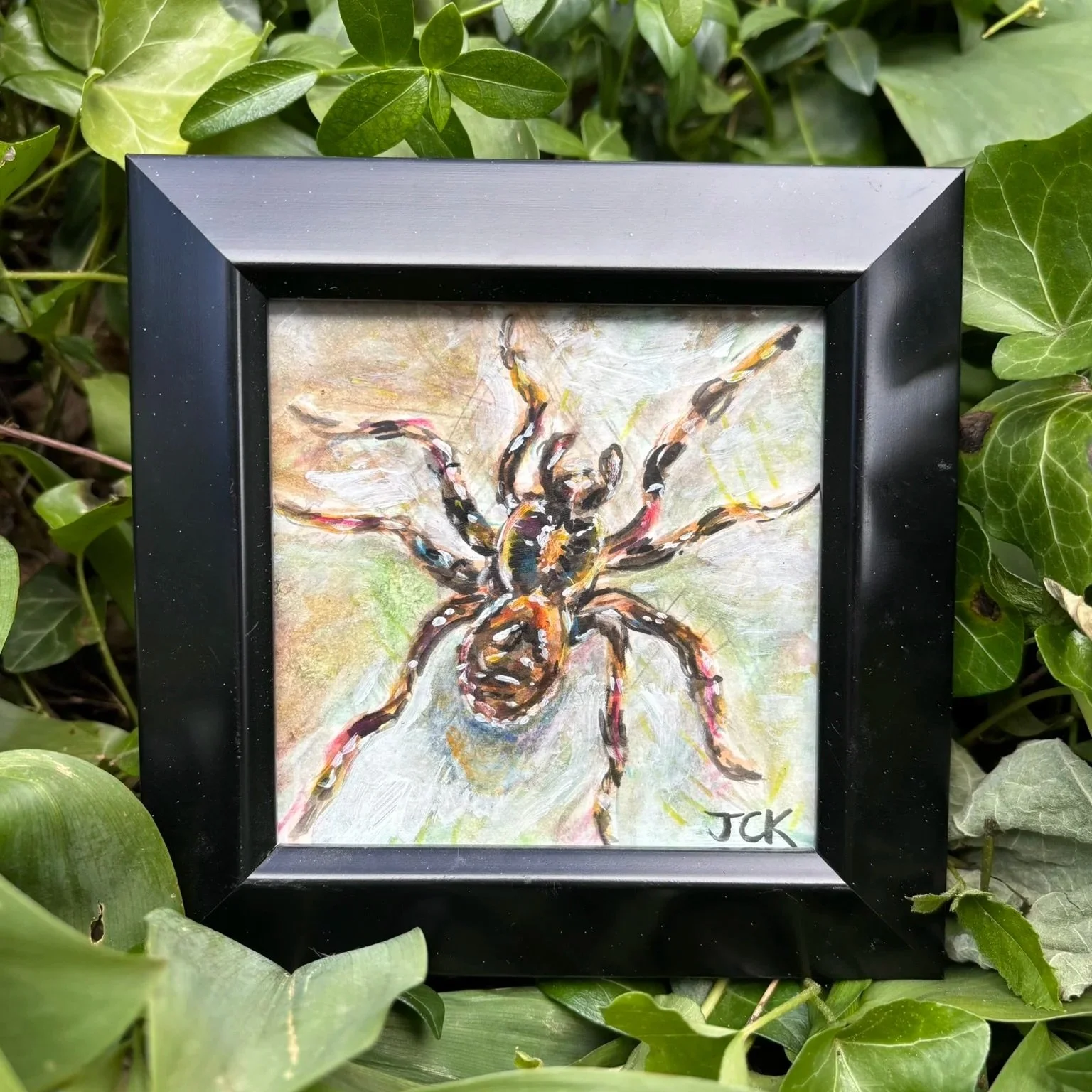Wolf Spider