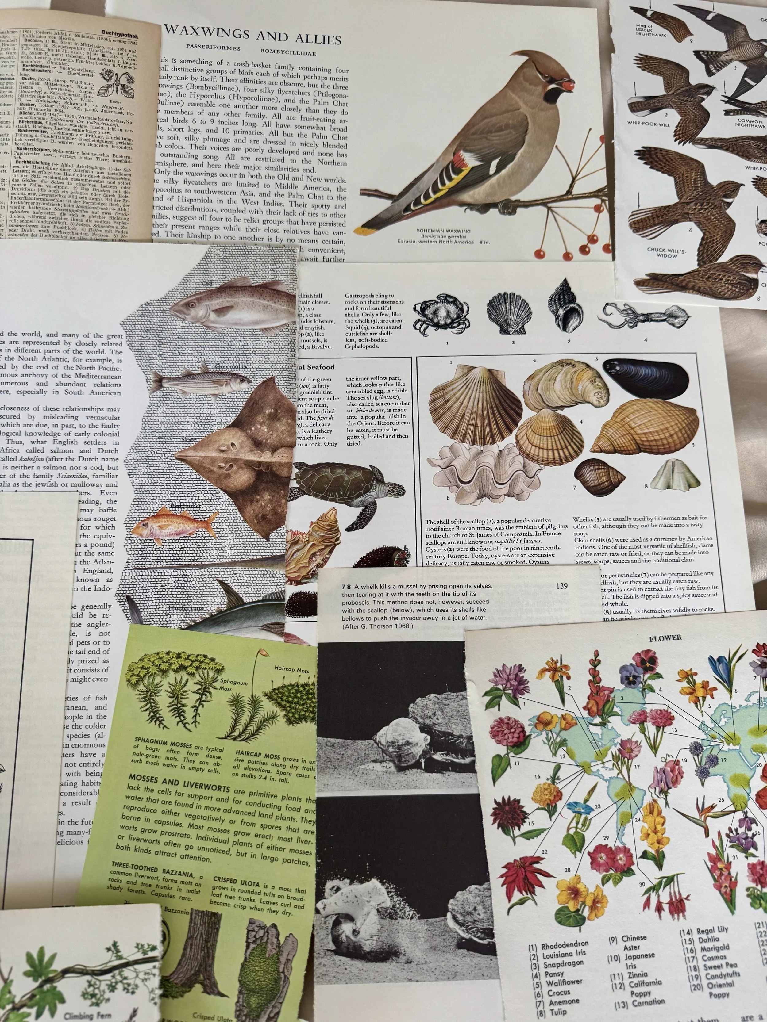 Vintage Flora & Fauna Natural History Ephemera Bundle