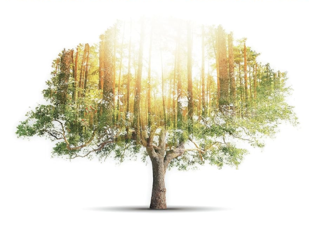 Growing in Wisdom and Stature