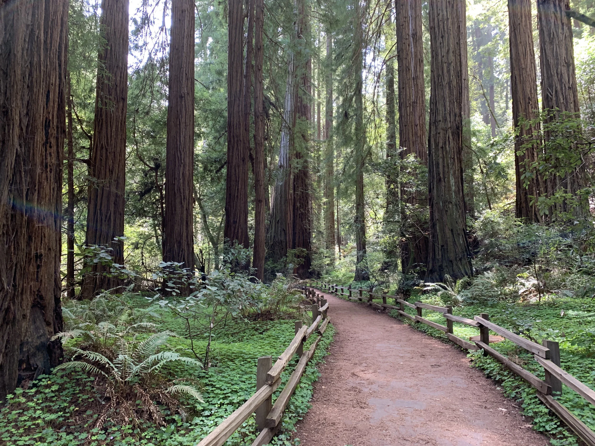 A Way Forward: Be Like Thomas