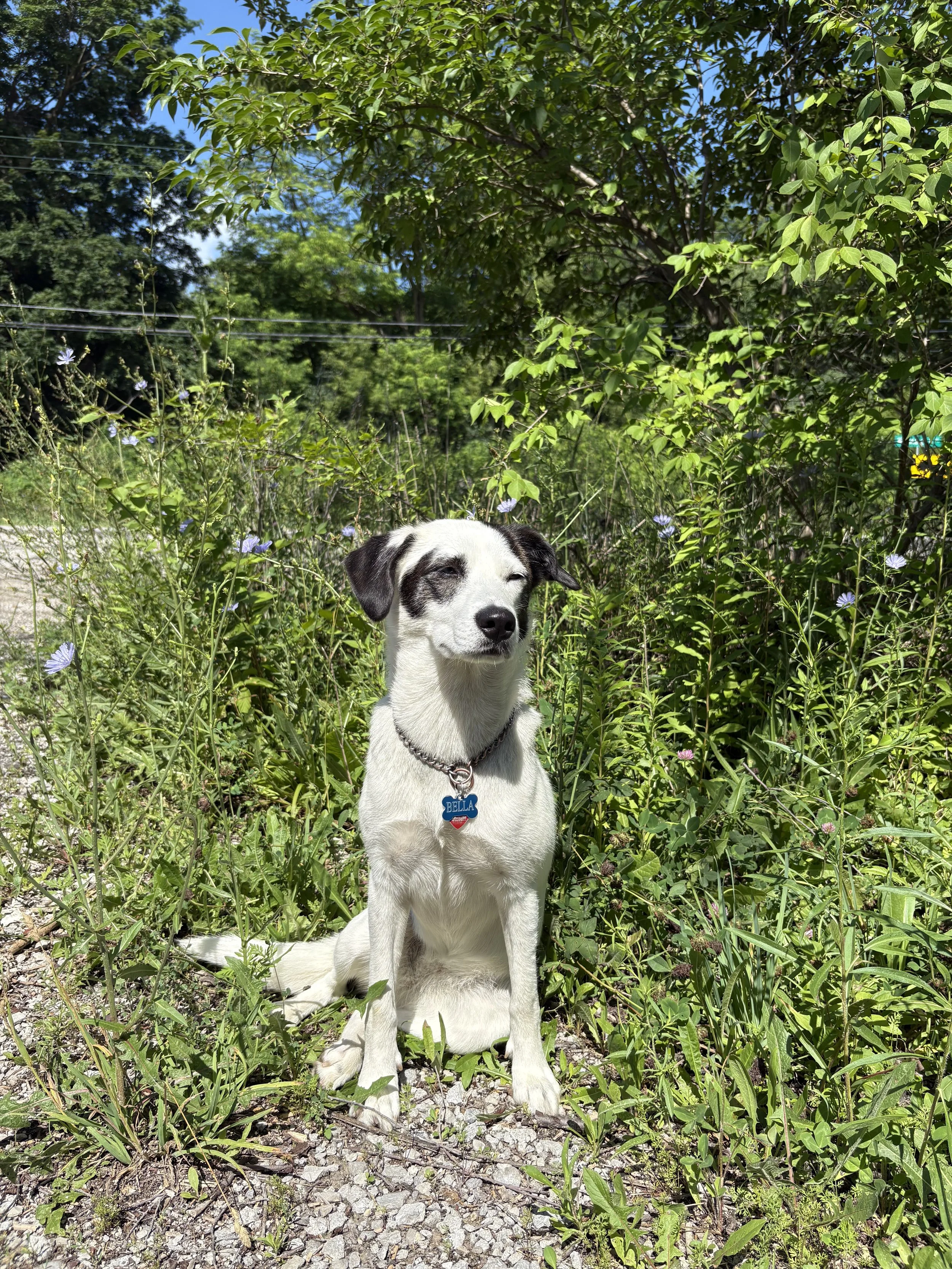 Bella.jpeg